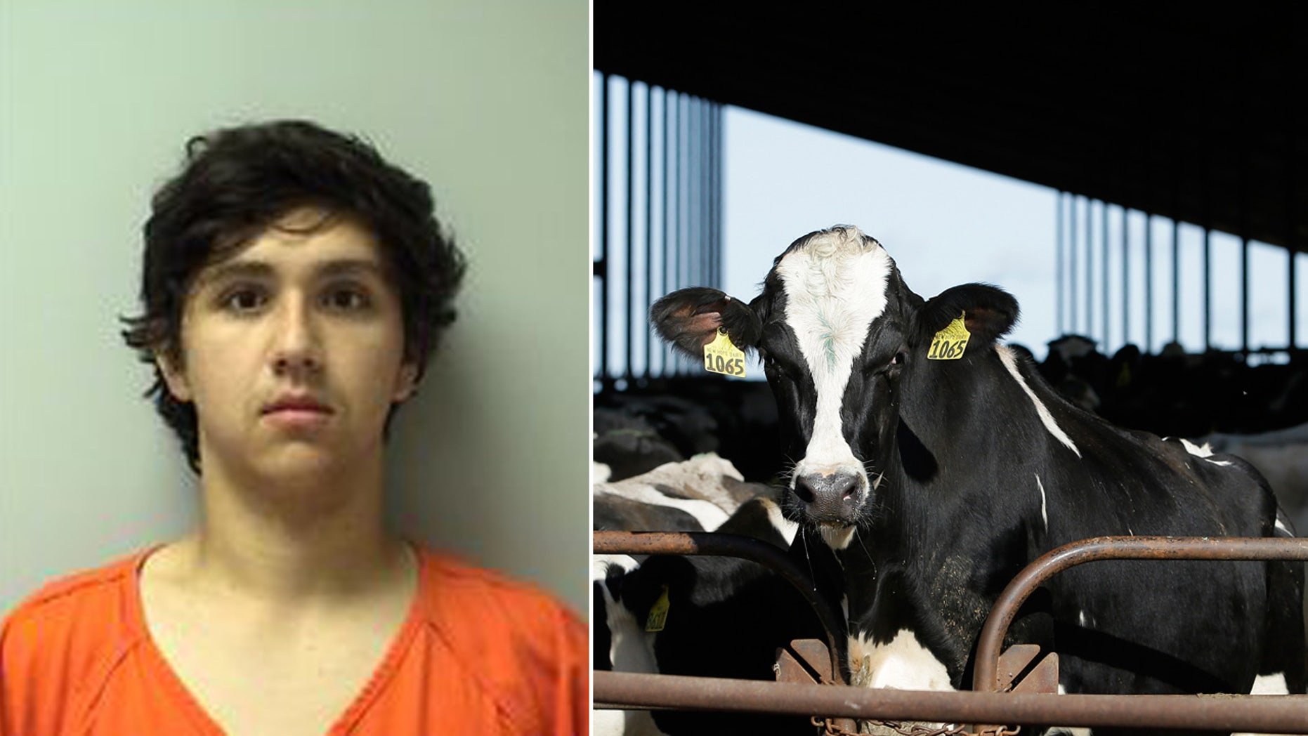 Joshua Litza, 19, was arrested on Friday and charged with two counts of intentional animal feed and four counts of missing a carcass, after the authorities said they neglected the procedure. her father's cattle.