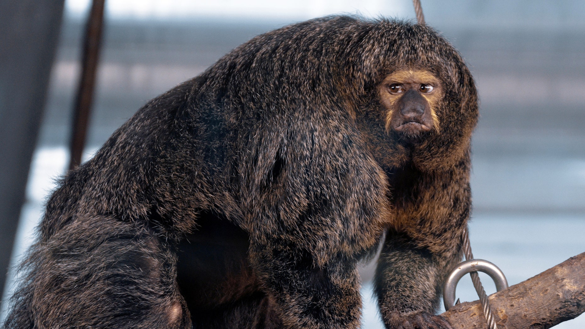 This pumped-up primate looks like it has been doing some serious pull-ups on the monkey bars. (Credit: SWNS)