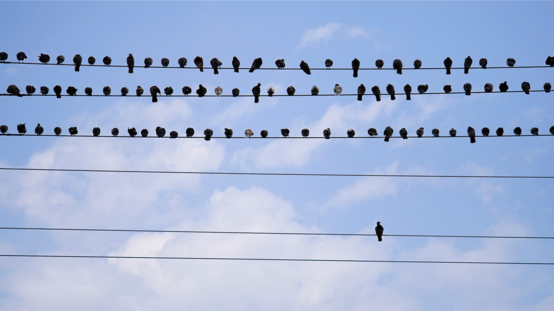 A Florida man died over the weekend after trying to remove a pigeon from a power line with an aluminum pole, police say.