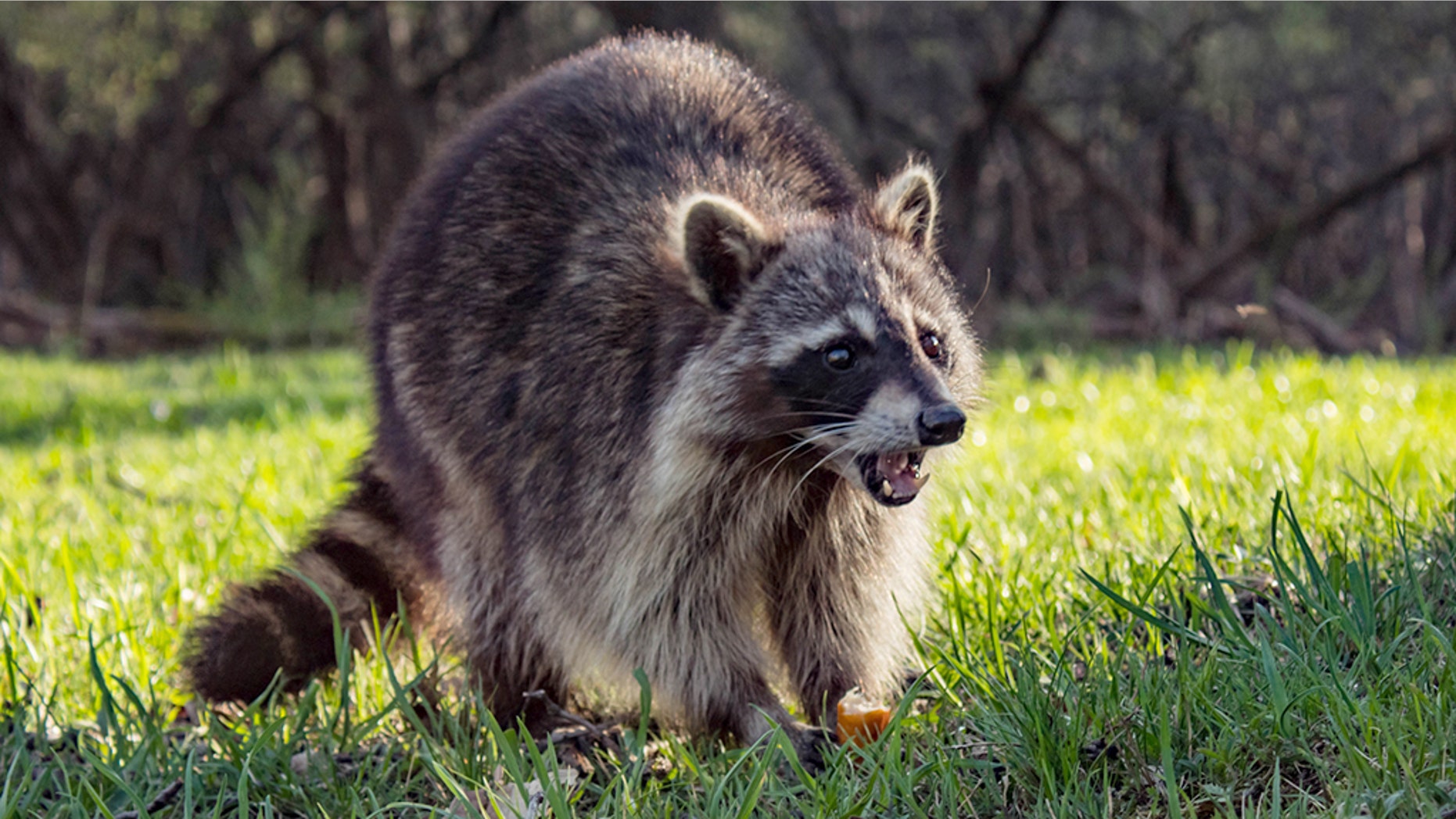 Four rabid raccoons have been found "in and around" Inwood Hill Park since January, health officials said.
