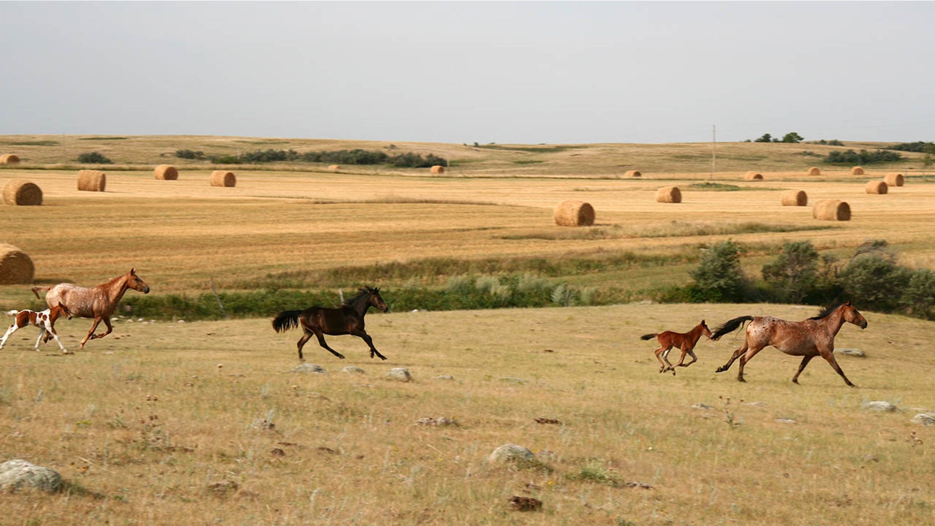 A $1,000 incentive is being offered by the U.S. government for those willing to adopt untrained wild horses or burros.