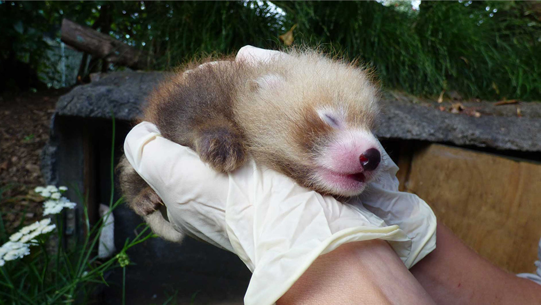 (Credit: Auckland Zoo)