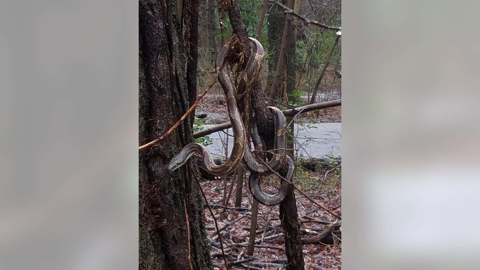 Steve Ballou said the snake appears larger in the photo than it really was. (Photo courtesy of Steve Ballou)