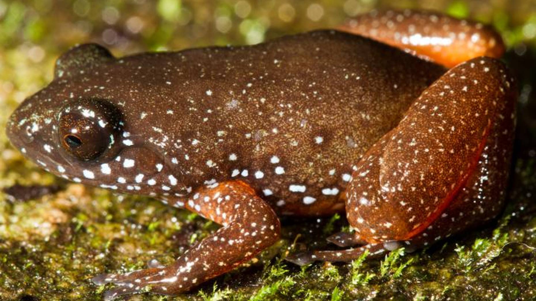 The newly described frog species <I>Astrobatrachus kurichiyana</I> — also known as the starry dwarf frog — measures about one inch long and wears a star-like coat of spots on its back. The frog only lives on one isolated hill in India, and may have no close relatives for tens of millions of years.