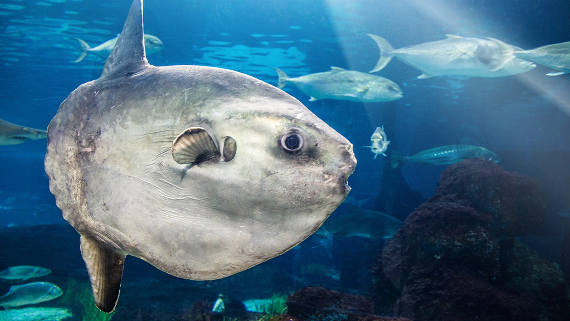 A close-up of a Mola Mola (Ocean Sunfish).