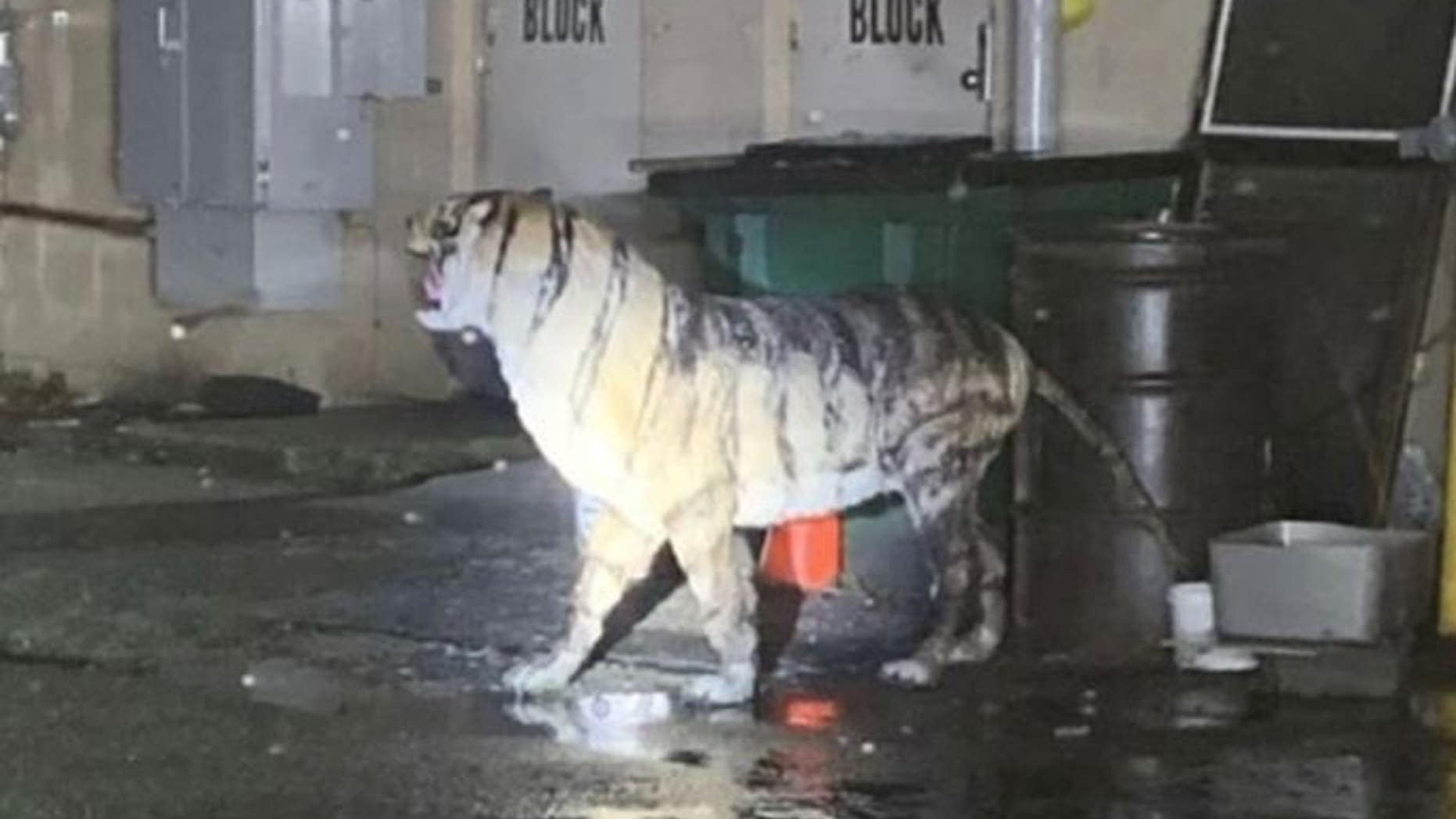 A Virginia police department shared the photo of the discarded tiger as a warning to store owners.