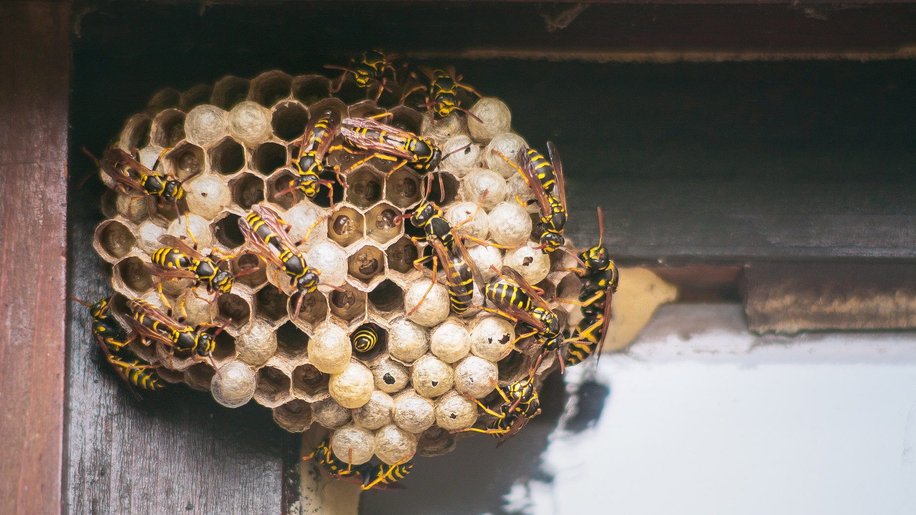 Wasps in action working on building their nest in the corner of house window. Live nest with cacoons, larvae and lot of wasps.