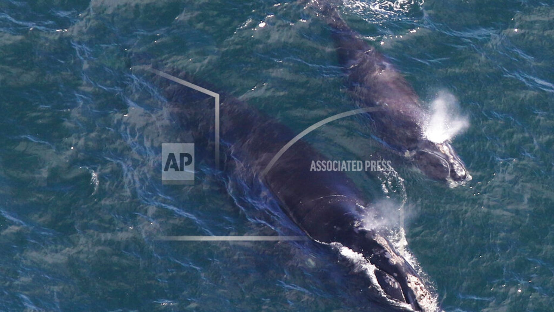 In this Thursday photo provided by the Center for Coastal Studies, a baby right whale swims with its mother in Cape Cod Bay off Massachusetts. Researchers say they have located three right whale calves in the bay recently after finding none in 2018. The whales are among the rarest in the world. (Amy James/Center for Coastal Studies/NOAA permit 19315-1 via AP)