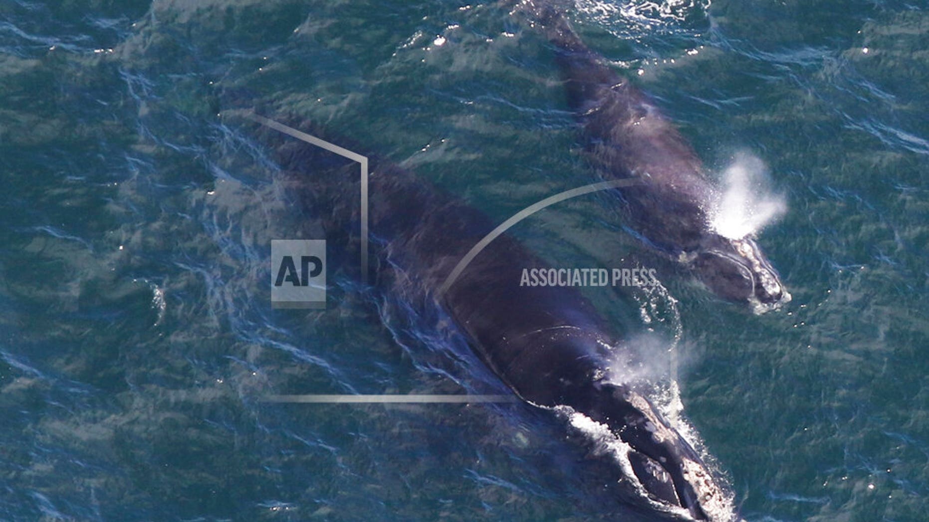 In this photo taken Thursday by the Center for Coastal Studies, a baby whale swims with her mother in Cape Cod Bay, off Massachusetts. Researchers say they have recently located three right whale calves in the bay, after finding none in 2018. Whales are among the rarest in the world. (Amy James / Coastal Studies Center / Perm. 19315-1 via NOAA AP)