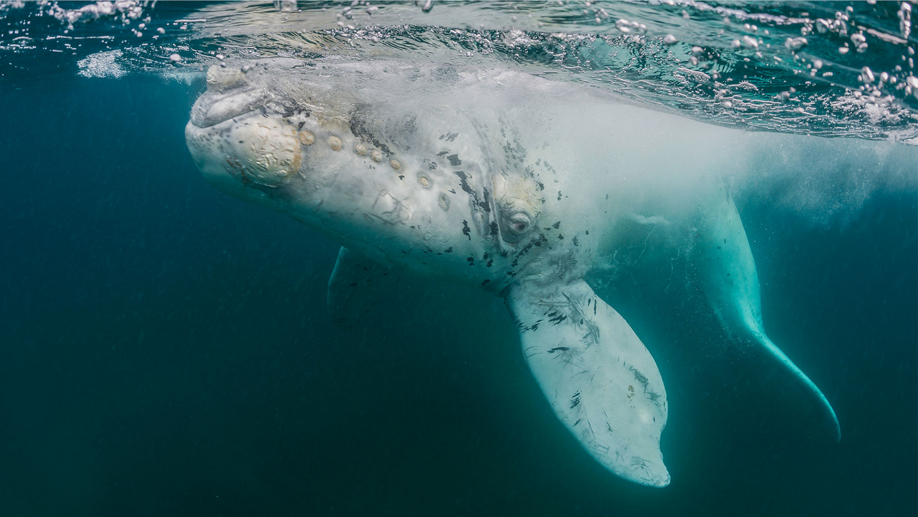 An albino gray whale (not pictured here) was recently filmed off the coast of Baja California and may be the cetacean celebrity known as Milk Gallon.