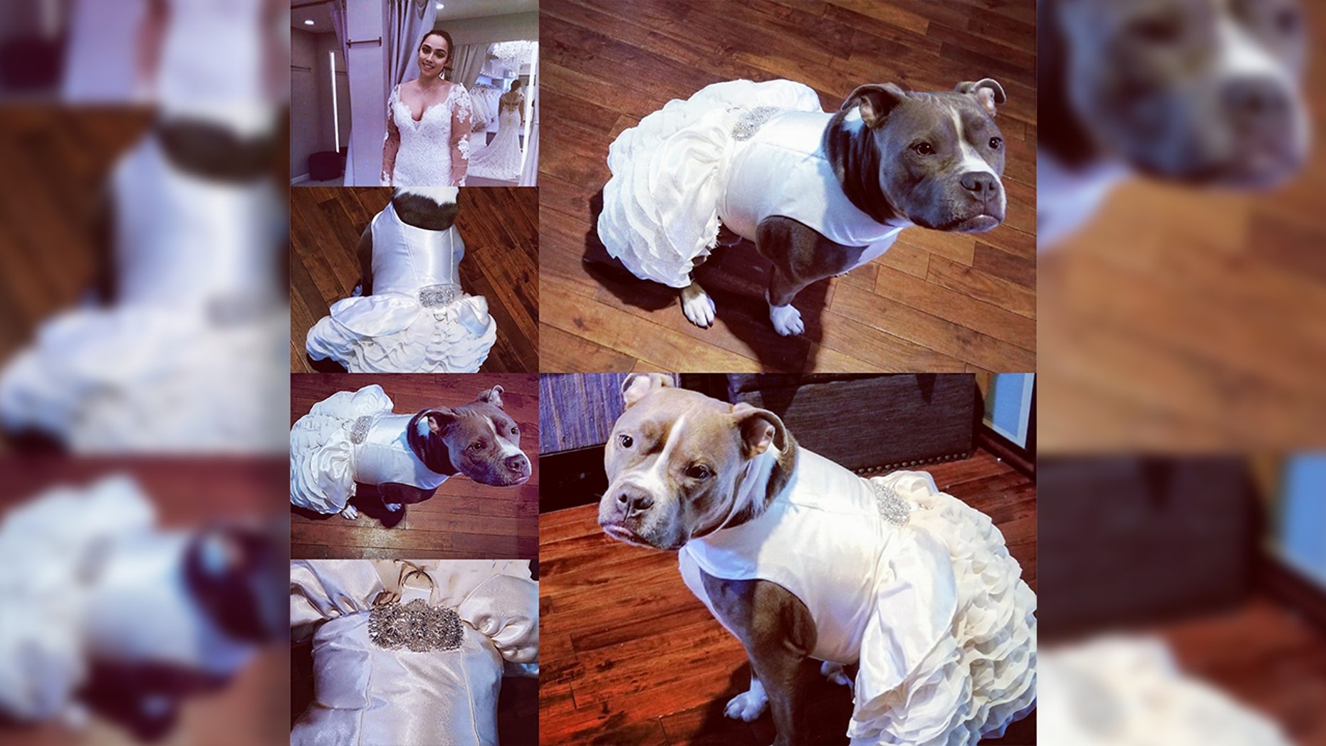 Woman Buys Wedding Dress For Beloved Pit Bull ‘her Dress Is Fancier 