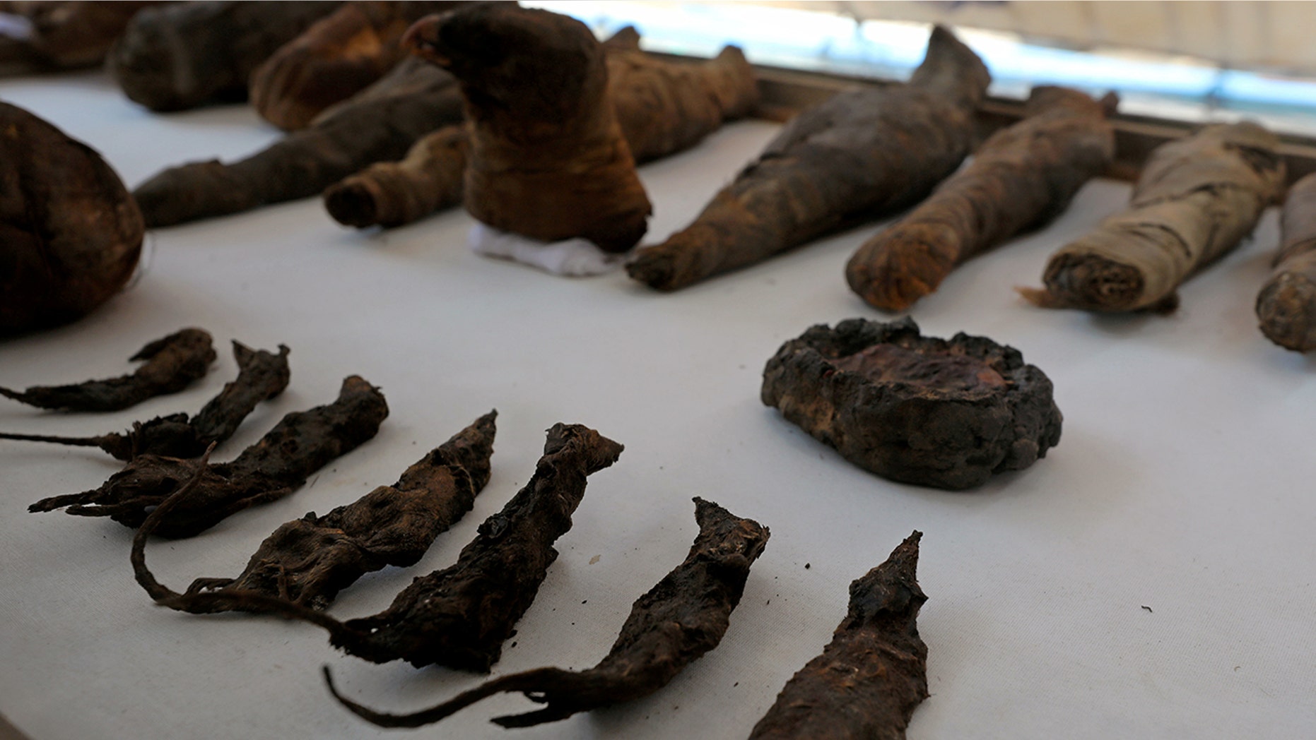 Mummified mice and falcons on display at the newly discovered burial site, the Tomb of Tutu, at al-Dayabat, Sohag, Egypt April 5, 2019. REUTERS/Mohamed Abd El Ghany