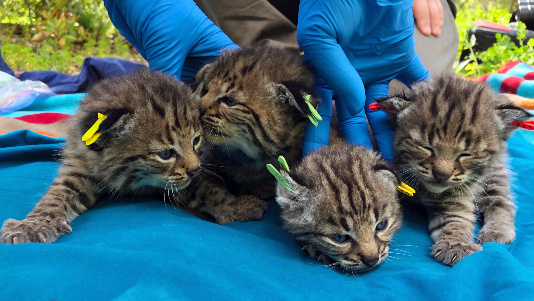 This Aptil 9, 2019 photo provided by the National Park Service shows four kittens born to a young bobcat captured, collared and released a day before a massive, deadly wildfire, in a large residential backyard in Thousand Oaks, Calif. Authorities at the Santa Monica Mountains National Recreation Area said Friday, April 19, 2019 that biologists recently found the bobcat's den in dense vegetation. (Ana Beatriz Cholo/National Park Service via AP)