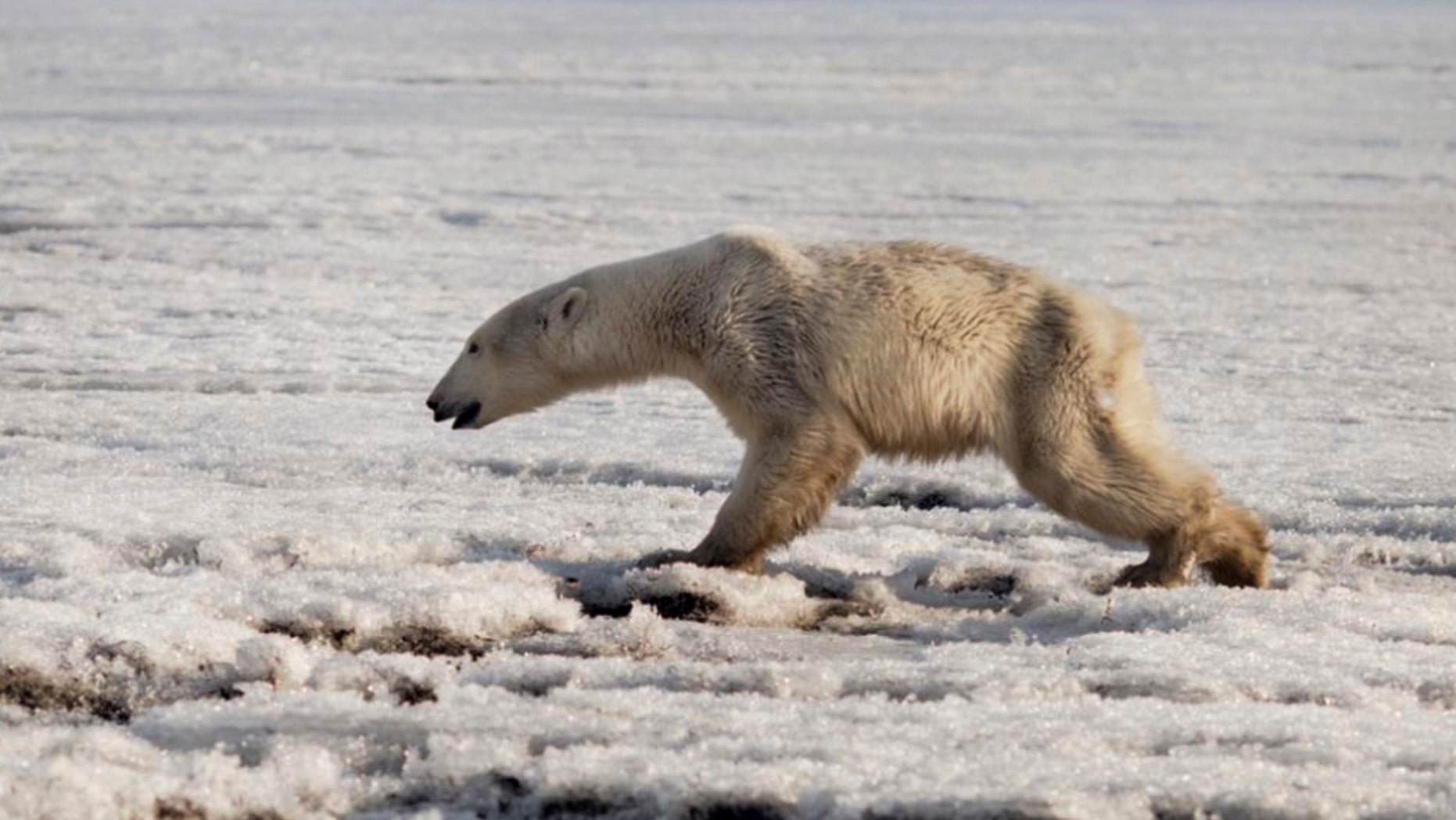 In this photo taken on Tuesday, April 16, 2019, a polar walks on ice near in Tilichiki, about 936 kilometers (585 miles) north of Petropavlosk Kamchatsky, Russia. Residents of a village on Russia's far eastern Kamchatka Peninsula were stunned when they saw a polar bear climbing on the shore hundreds of kilometers (miles) away from its usual habitat. Russian media say the animal, which looked exhausted, prowled the village searching for food. (Alina Ukolova via AP)