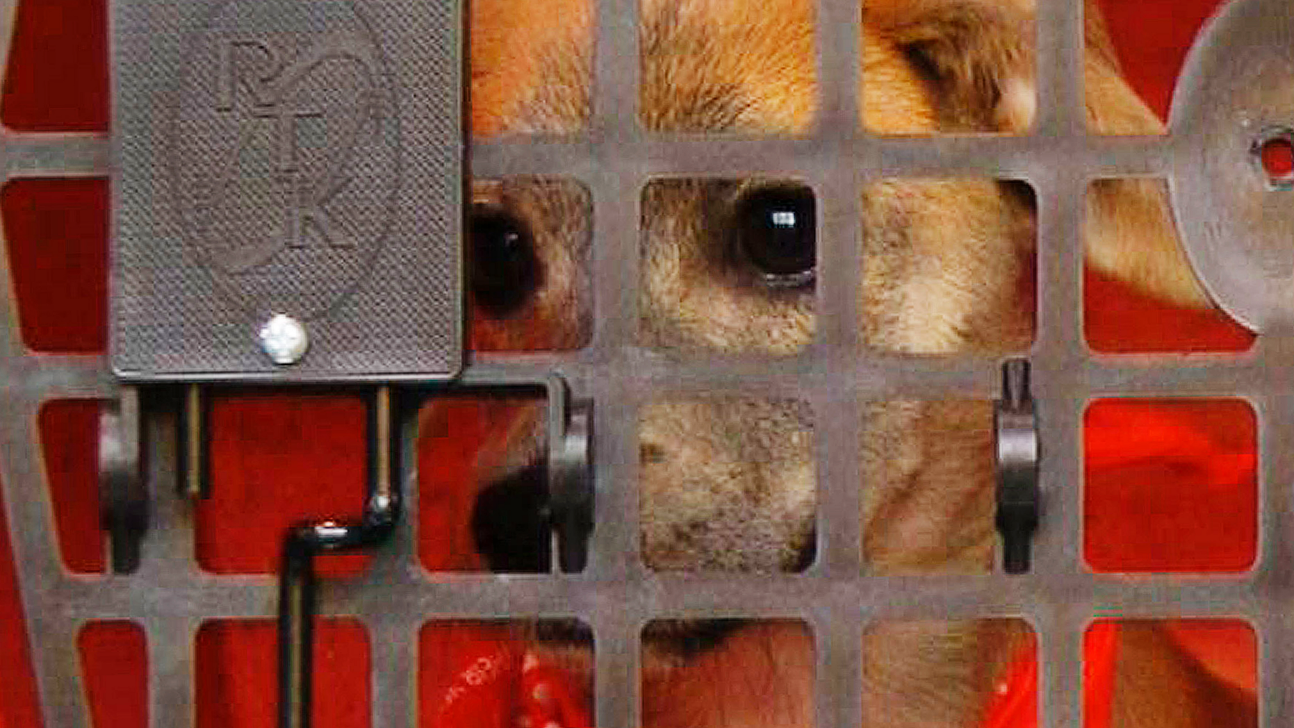 A stray puppy named Apple sits in a crate on a truck awaiting a journey to New York City on Wednesday, April 3, 2019, in Starkville, Miss. Apple is the 100,000th animal relocated to the North by a transportation program operated by the American Society for the Prevention of Cruelty to Animals. The organization moves strays and other unwanted animals from Southern states to areas including New York City, where demand is high for animals and Apple could be adopted in just a few days. (AP Photo/Jay Reeves)