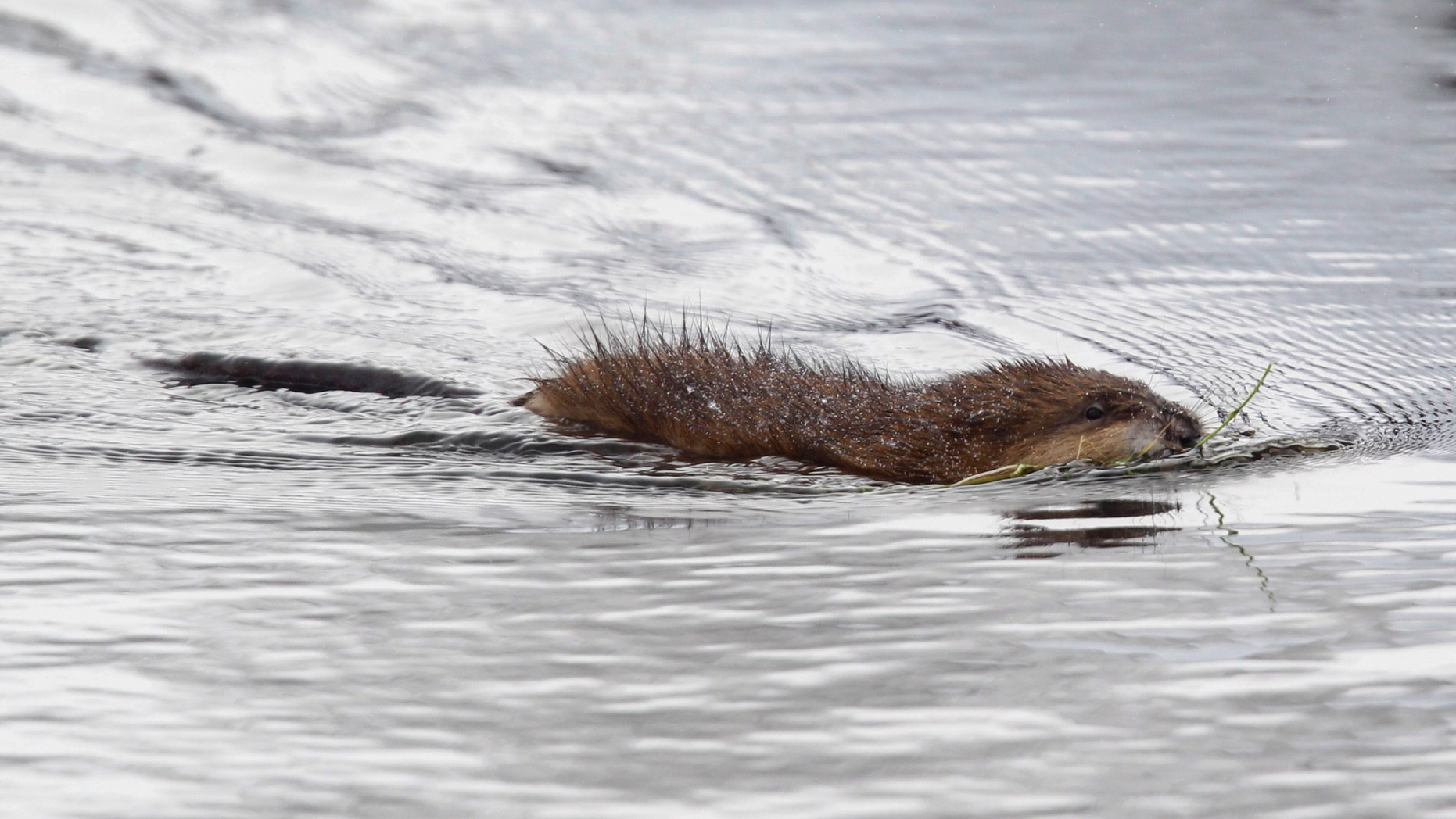 FILE - In this Dec. 14, 2010, photo, a muskrat swims in a pond near Buffalo, N.Y. Roman Catholics in the Detroit area get a reprieve from their obligation to abstain from eating meat on Fridays during Lent. But only to dine on a certain rodent. The Archdiocese of Detroit says a long-standing permission dating to the region's missionary history in the 1700s allows local Catholics to eat muskrat "on days of abstinence, including Fridays of Lent." (AP Photo/David Duprey, File)