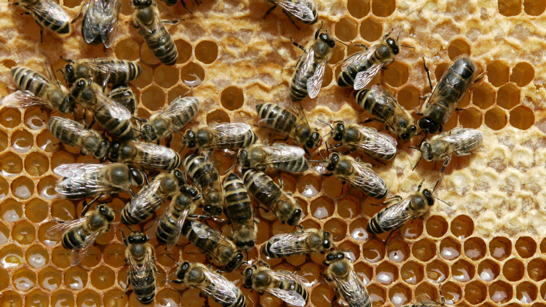 FILE - In this May 21, 2008 file photo, honey bees sit on a honeycomb in Germany. The German state of Bavaria is set to accept in large part a plan by environmentalists to save bees and protect biodiversity, averting a referendum on the issue. Leaders of Bavaria’s two governing parties _ both traditional allies of farmers, who have criticized the proposal _ said on Wednesday. April 3, 2019, that they would back the plan in the state legislature. (AP Photo/Heribert Proepper, File)