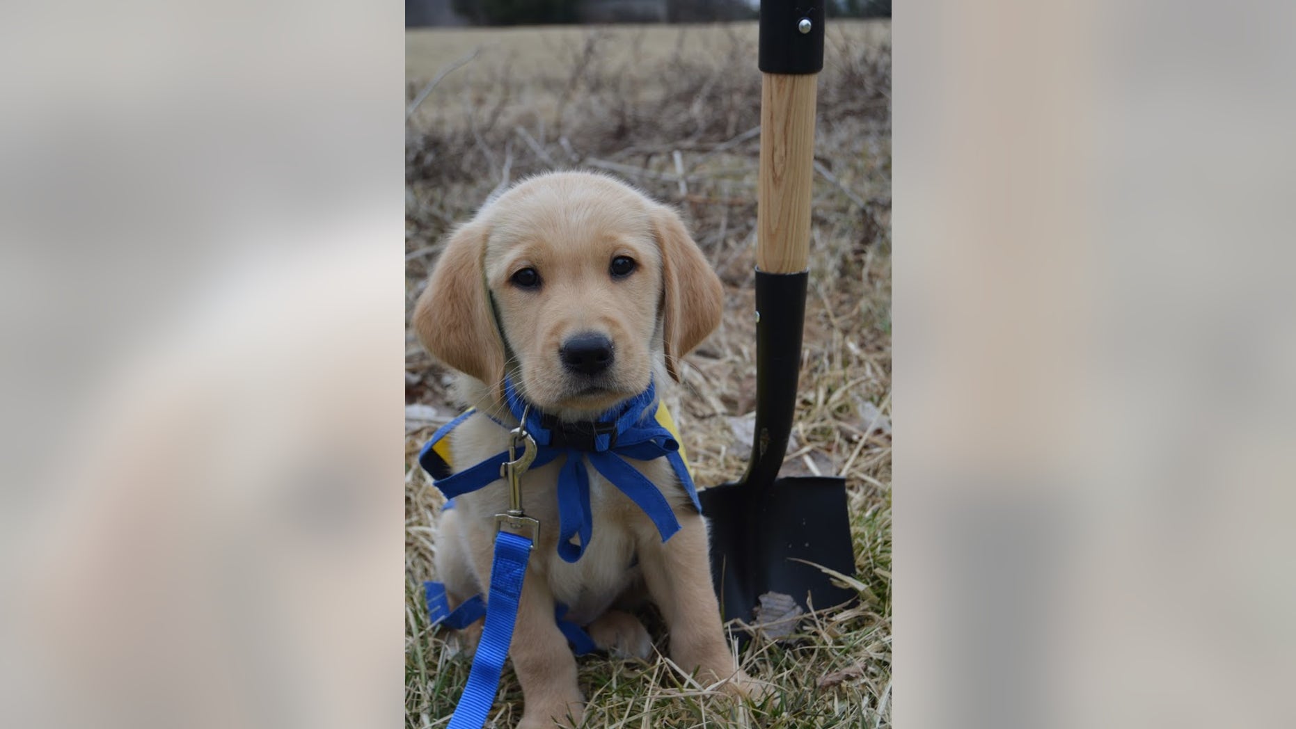 A new CCI facility in New Albany, Ohio, will include dorms where the graduates can stay while they learn how to work with their new service dogs.