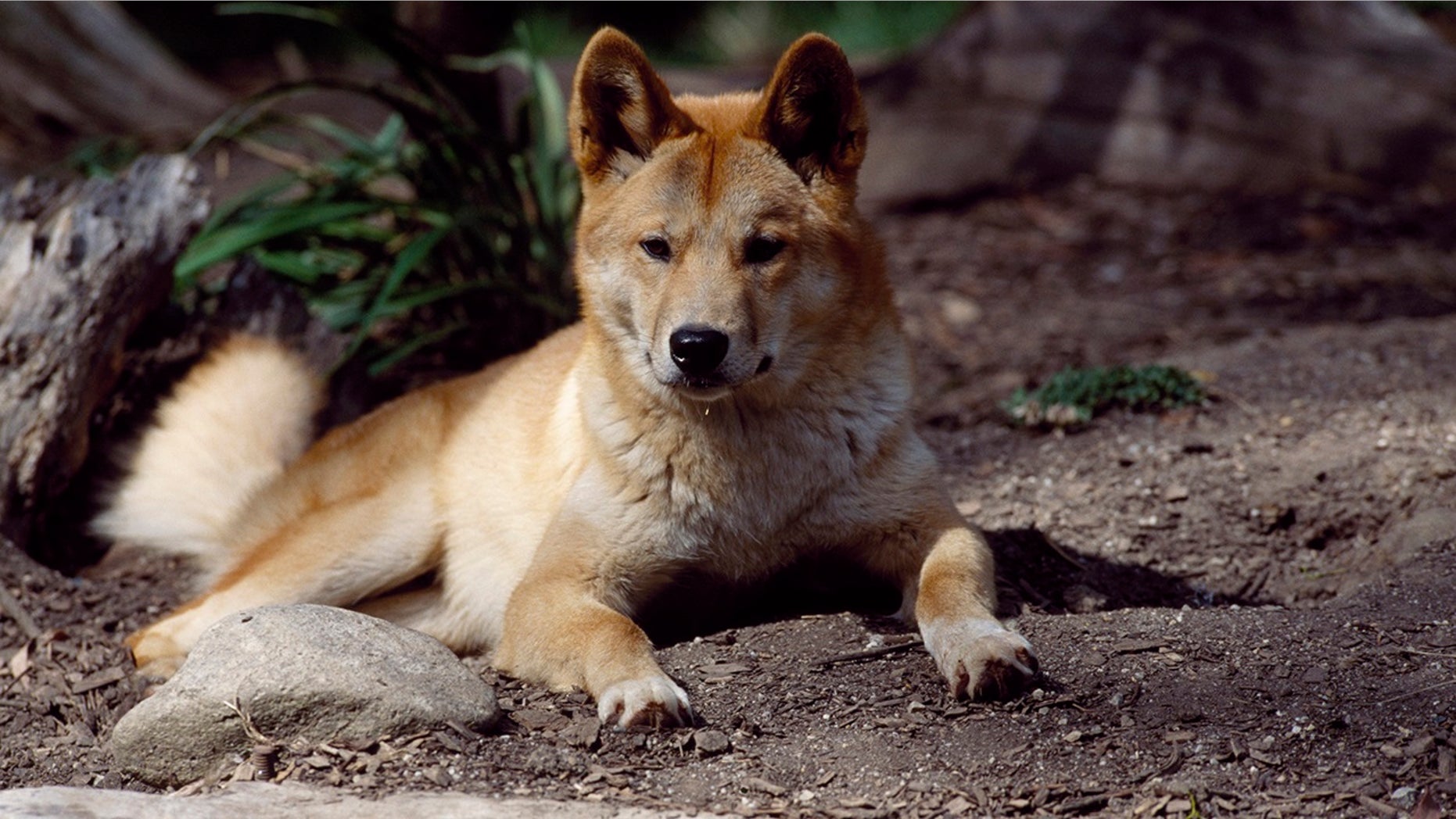 A man on a remote island off the coast of Australia rescued his infant son from the jaws of a dingo. (Photo by DeAgostini/Getty Images)