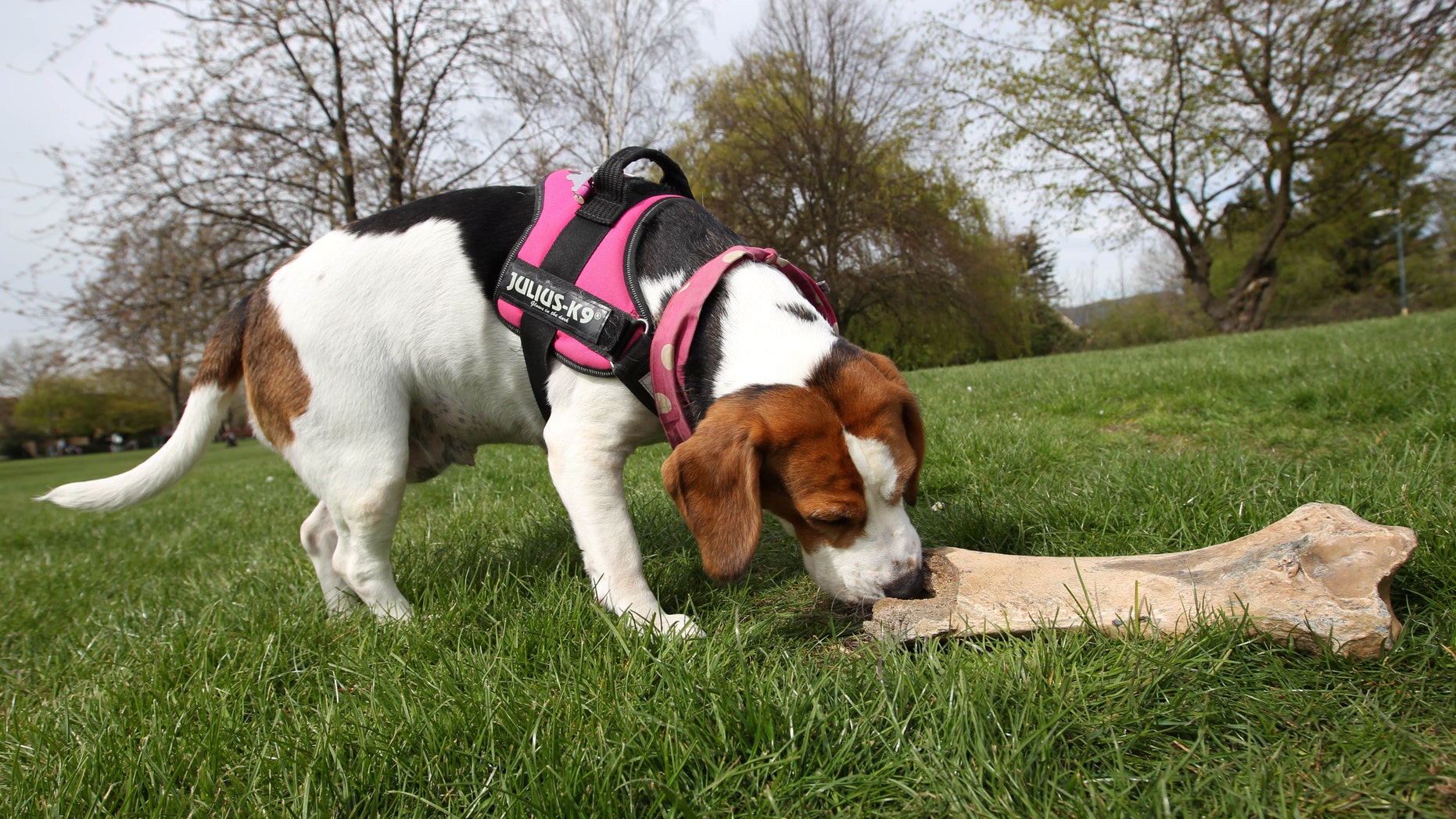 Crystal sniffed the 250,000-year-old woolly rhinoceros bone. (SWNS)