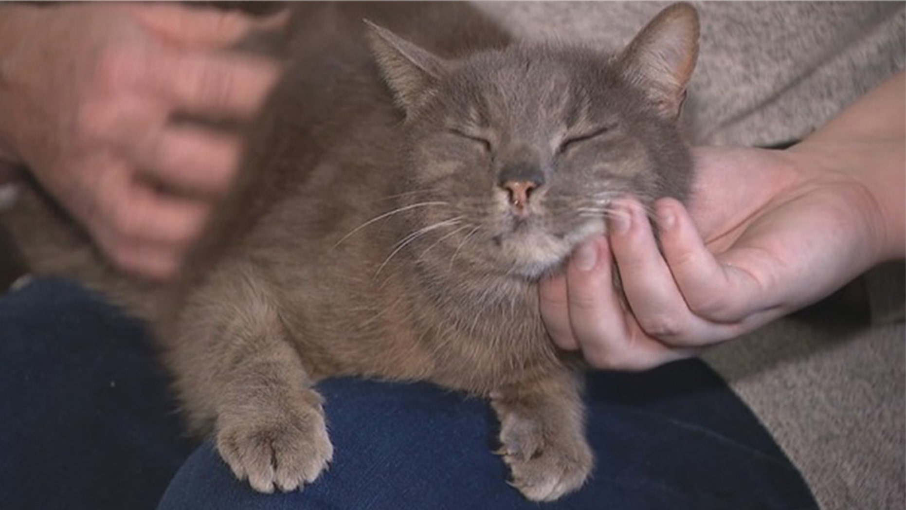 Fergie the cat was reunited with her family more than 10 years after she mysteriously vanished.