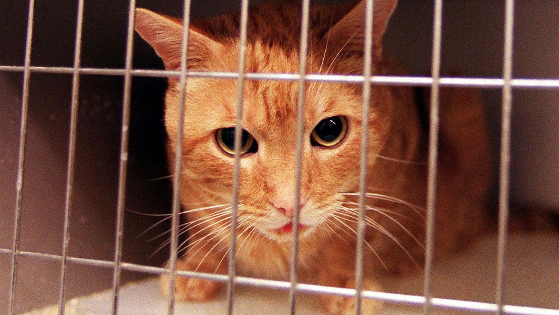 U.S. government ends 'kitten slaughter' research programme after outcry U.S. government ends 'kitten slaughter' research programme after outcry