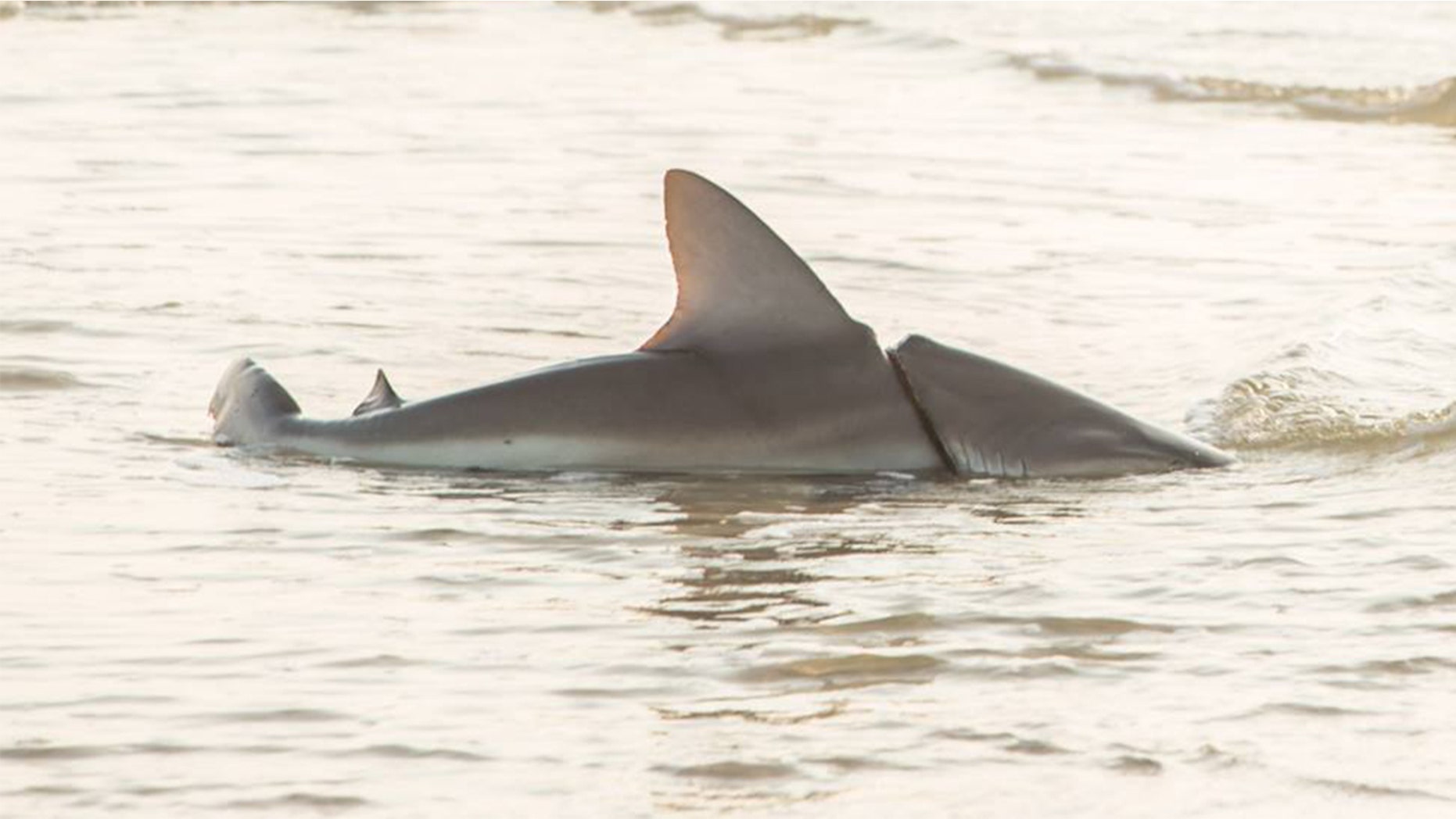 A fisherman had to rescue a shark from wrapped in a car belt in Gulf Shores, Ala.