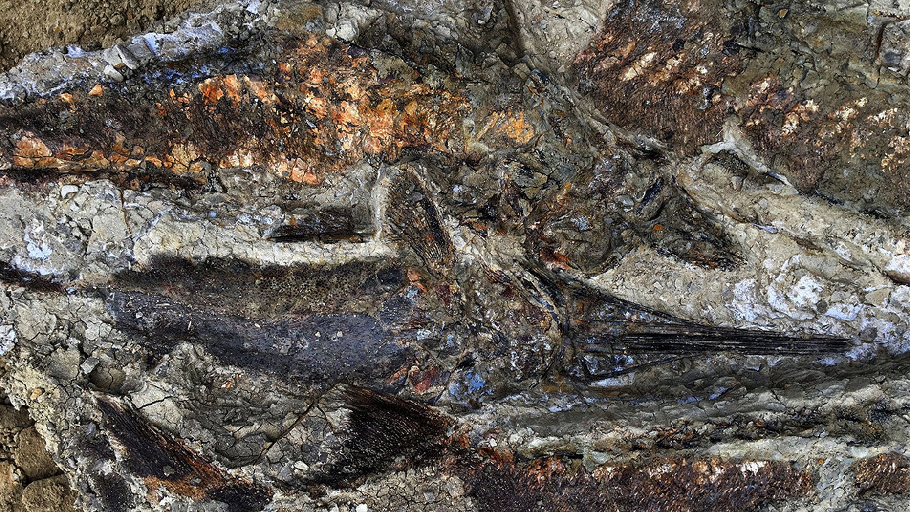 This photo, obtained on March 30, 2019 with the kind permission of the University of Kansas, shows a 66 million year old fish fossil, partially exposed and perfectly preserved, unearthed by Robert DePalma and his colleagues. - (Credit: ROBERT DEPALMA / AFP / Getty Images)
