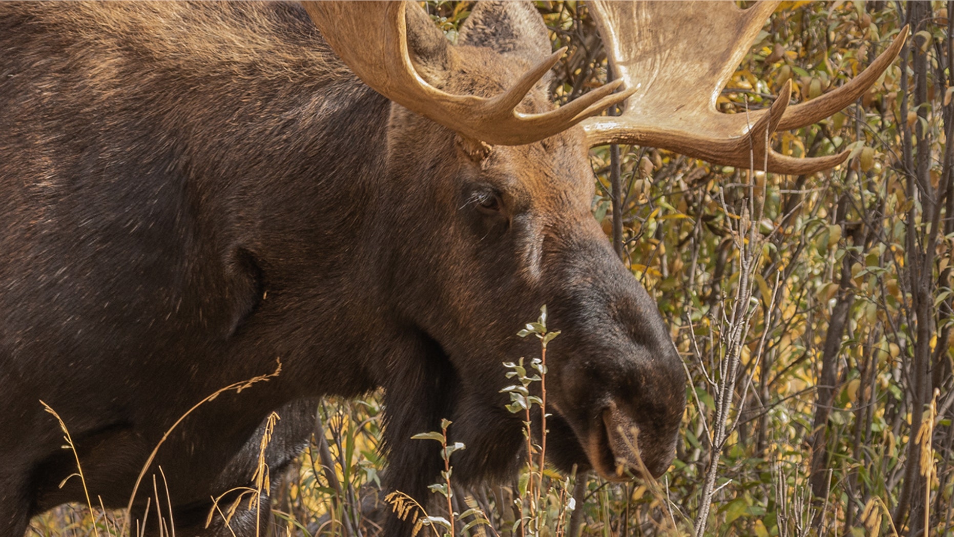 Jim Hall was hunting with a friend when they encountered the Shiras moose on the last valid days of Hall’s months-long tag,