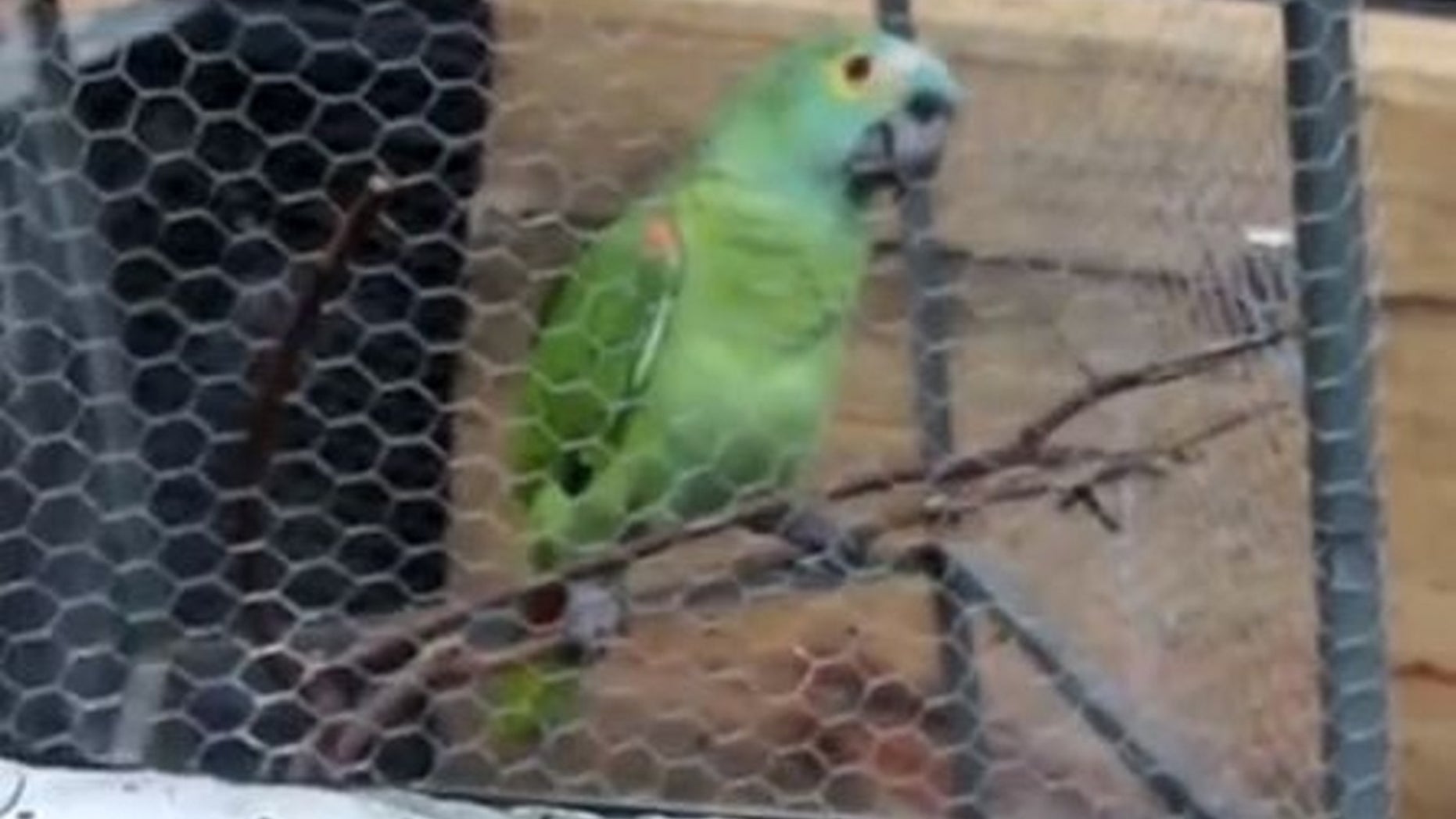Brazilian police seized a parrot trained to alert drug dealers of police.