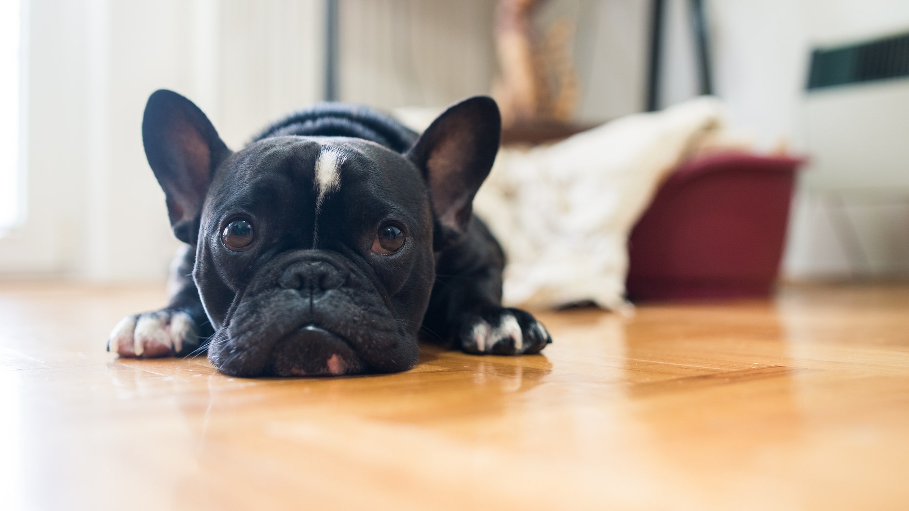 Close up shot of a cute sad looking little dog, black French bulldog.
