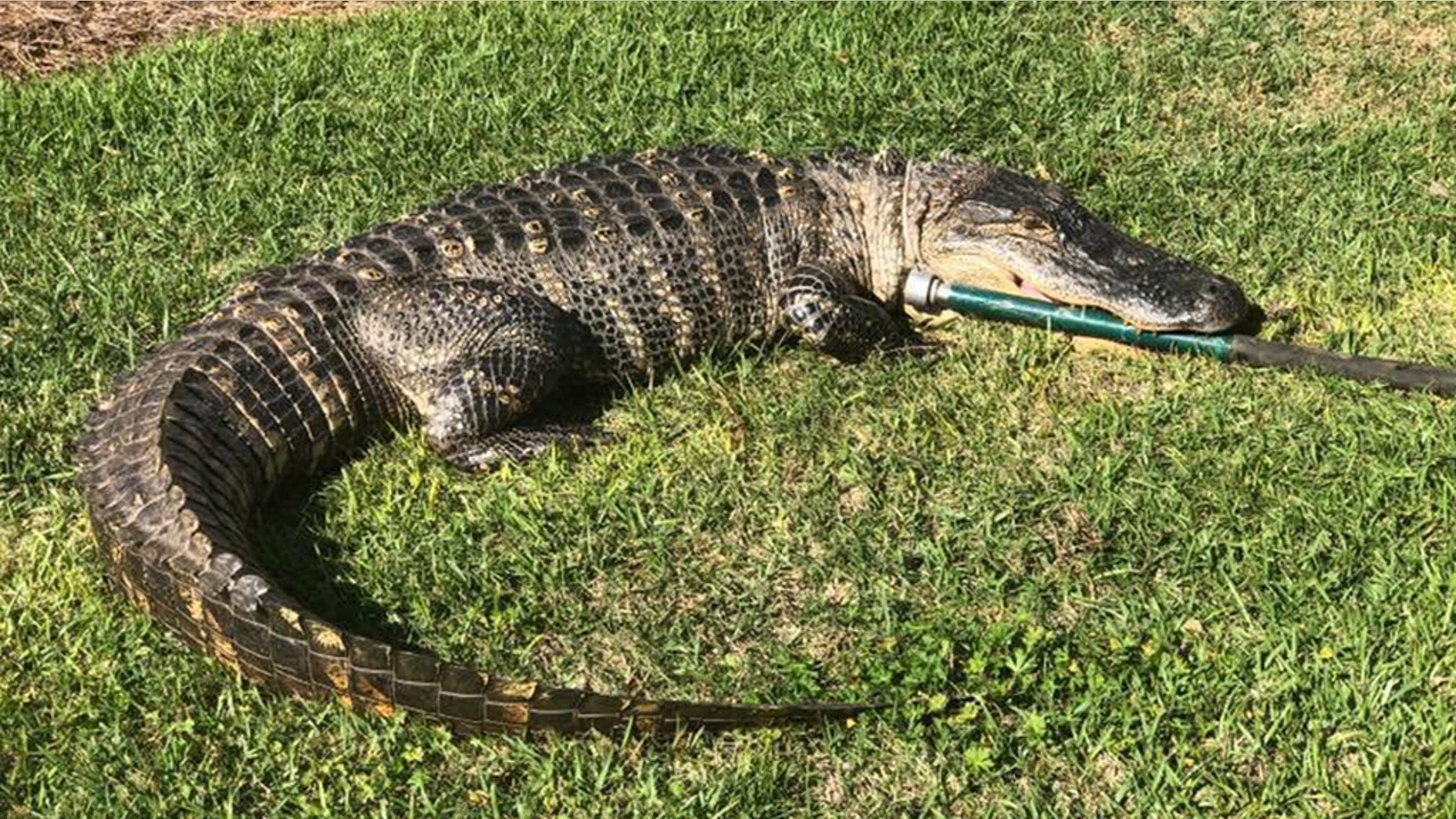 An 8-foot-long alligator was discovered strolling in a Florida neighborhood over the weekend, police said.