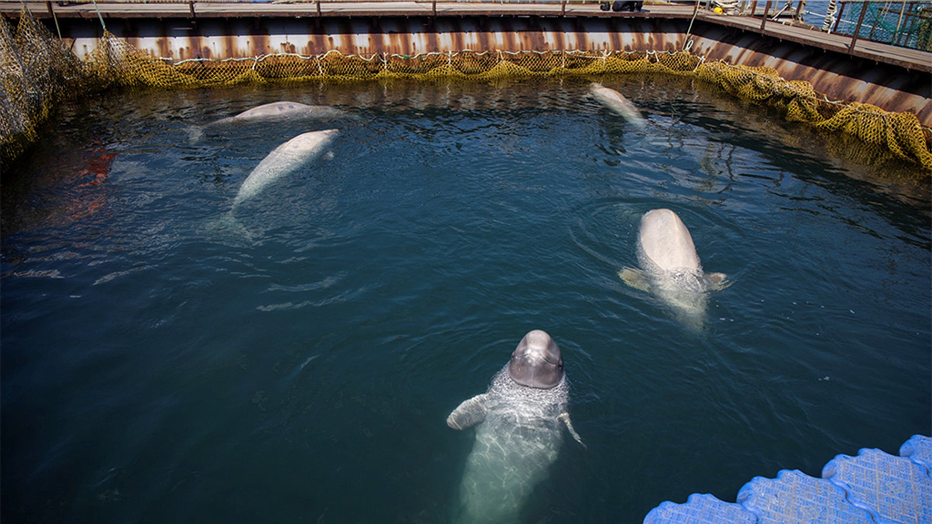 A view shows a facility where nearly 100 whales, including orcas and beluga whales, are held in cages, during a visit of scientists representing explorer and founder of the Ocean Futures Society Jean-Michel Cousteau in a bay near the Sea of Japan port of Nakhodka in Primorsky Region, Russia April 7, 2019. Reuters.