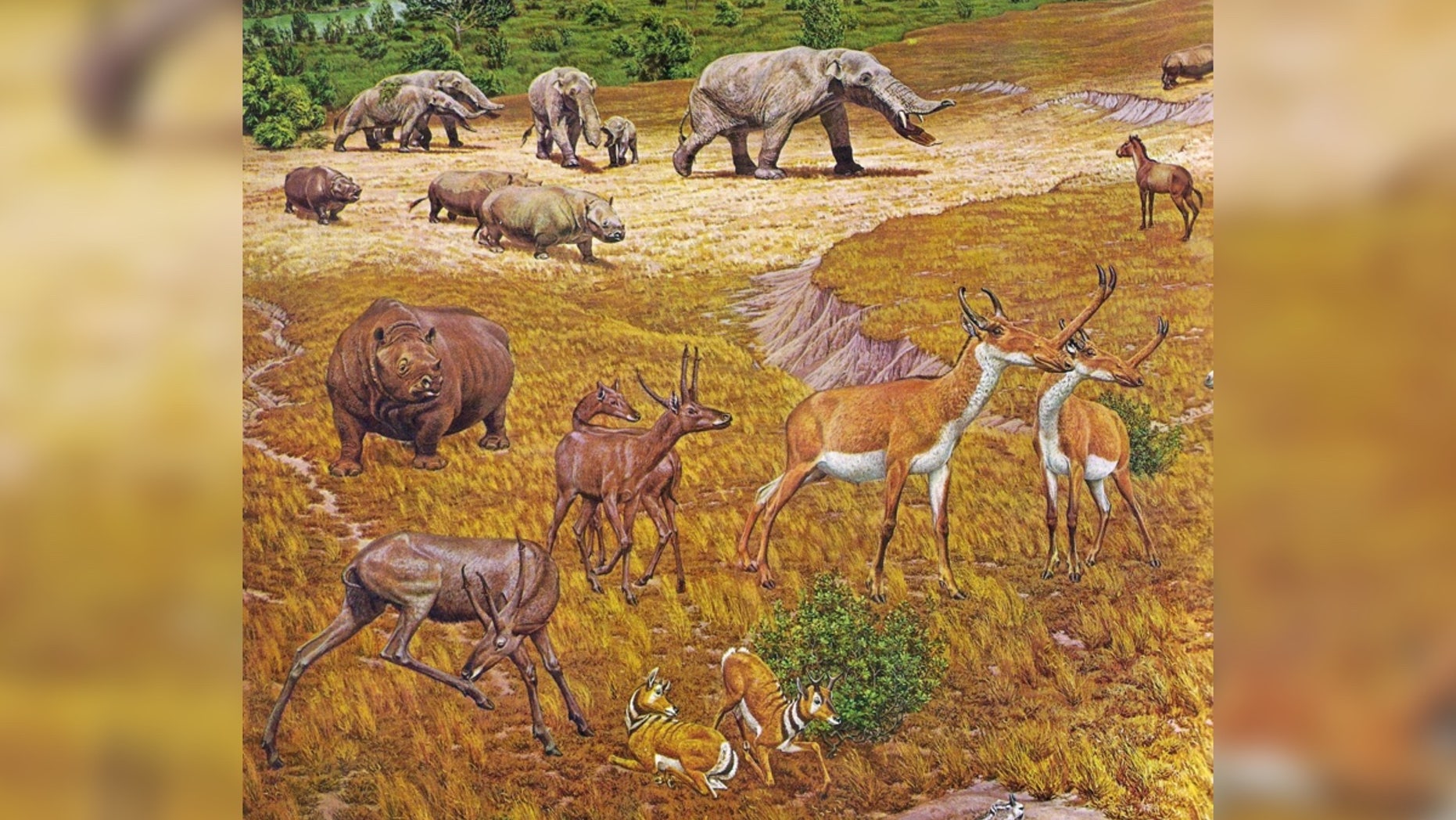 An illustration showing the ancient animals — such as elephant-like gomphotheres, rhinos, horses and antelopes with slingshot-shaped horns — that lived near what is now Beeville, Texas, about 12 million years ago.