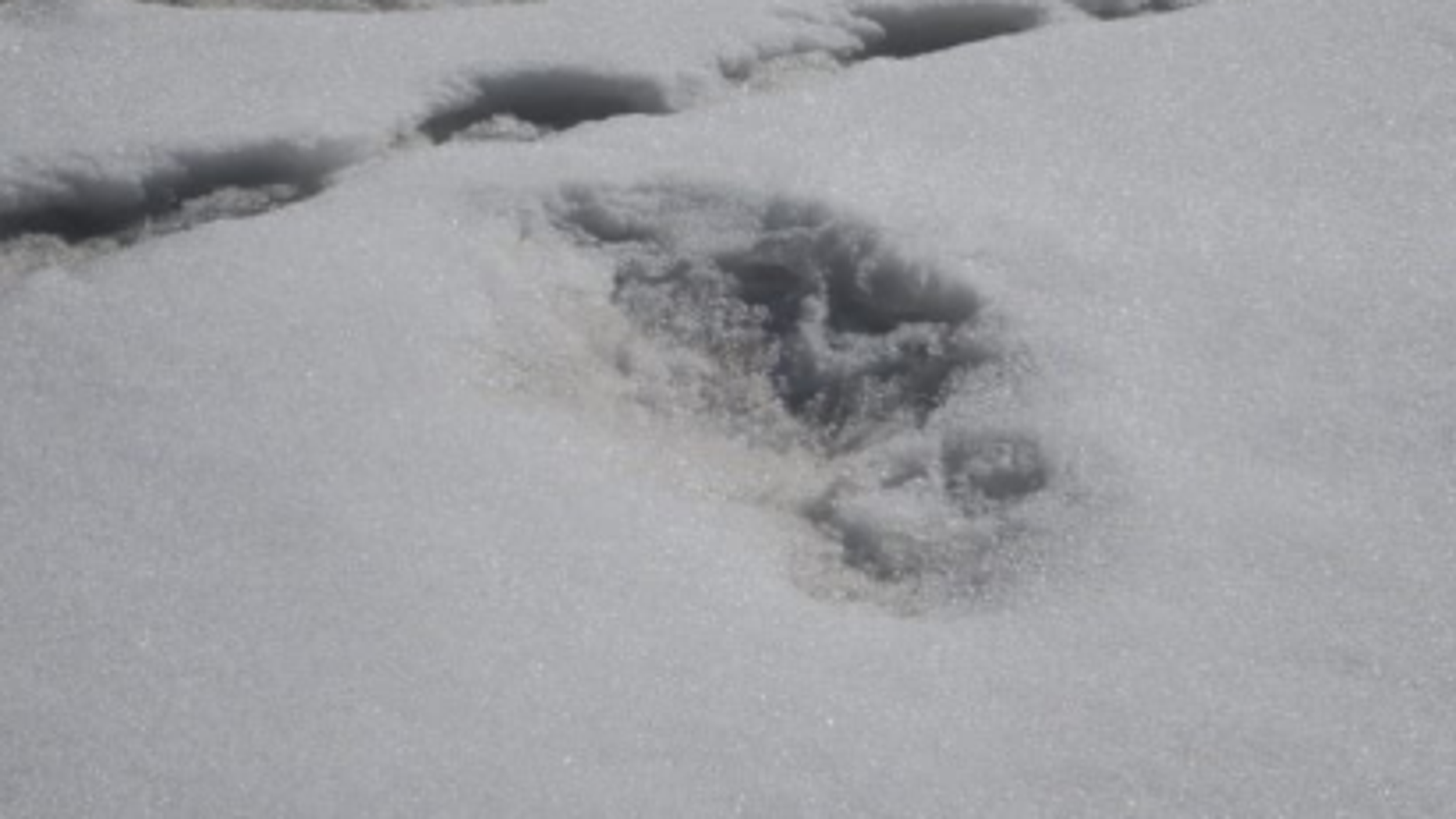 Indian Army finds the abominable snowman in the Himalayas?