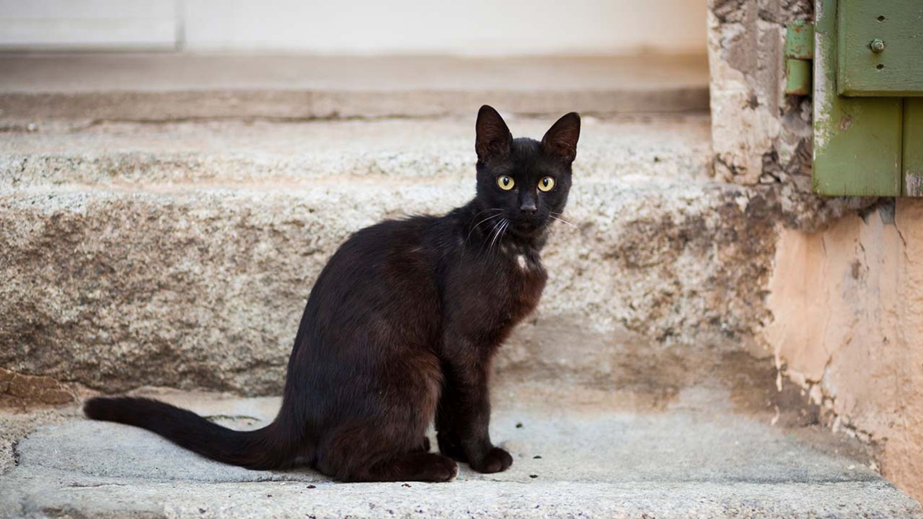 black cat at my door