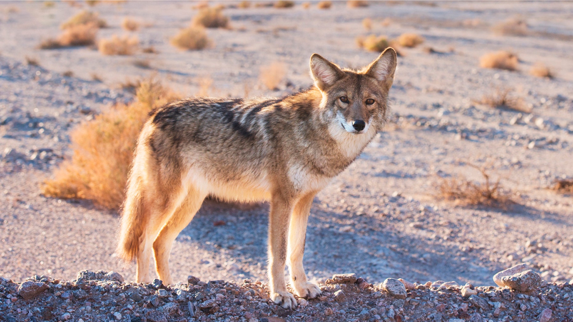 The coyote later tested positive for rabies, officials said.