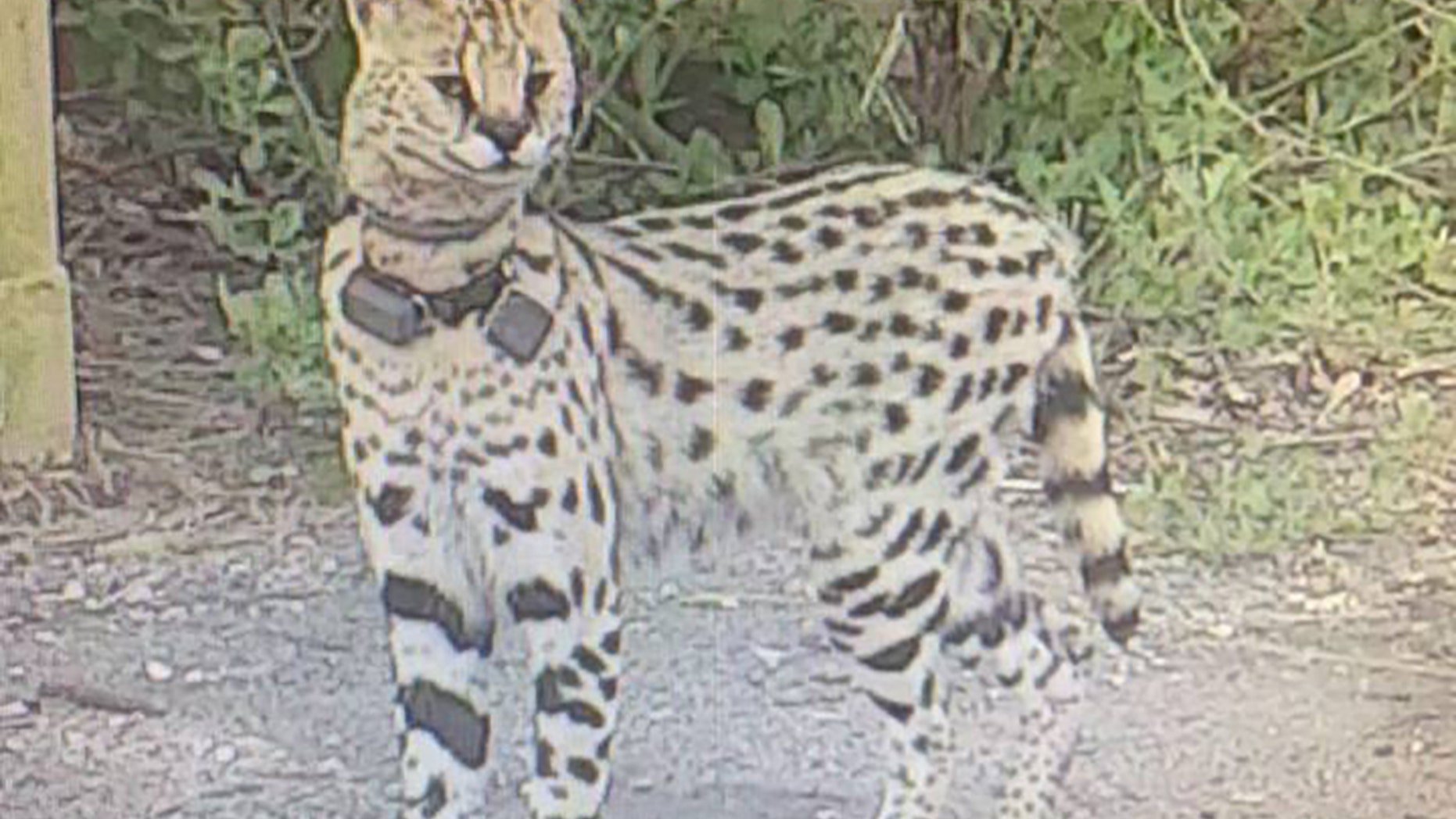 An exotic cat native to Africa has been spotted in Virginia Beach, officials said Wednesday.