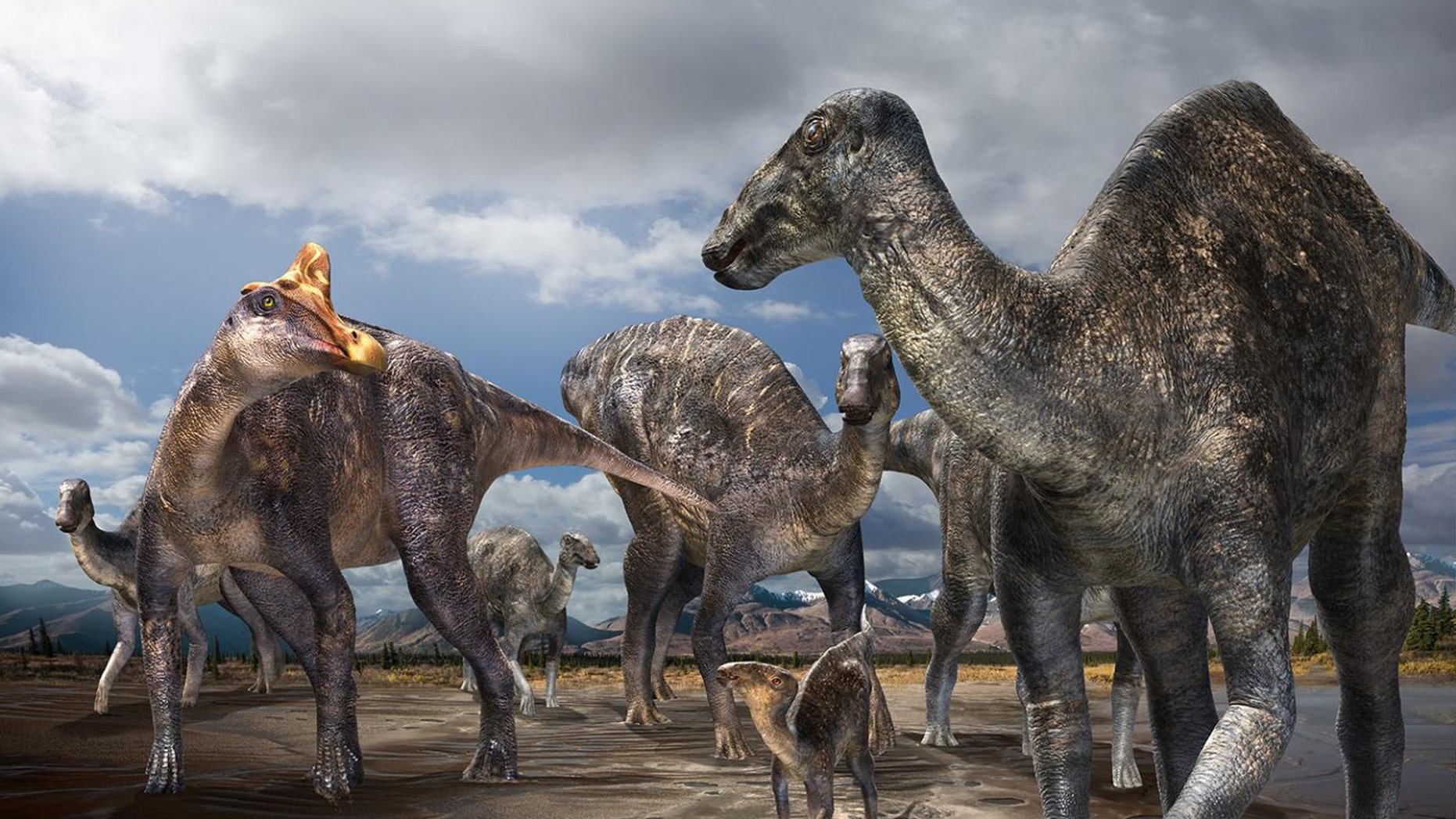 File photo: Paleontologists from Hokkaido University in Japan, in cooperation with paleontologists from the Perot Museum of Nature and Science in Dallas, Texas, have discovered the first confirmed occurrence of a lambeosaurine (crested 'duck-billed' dinosaur) from the Arctic. (Credit: Masato Hattori)