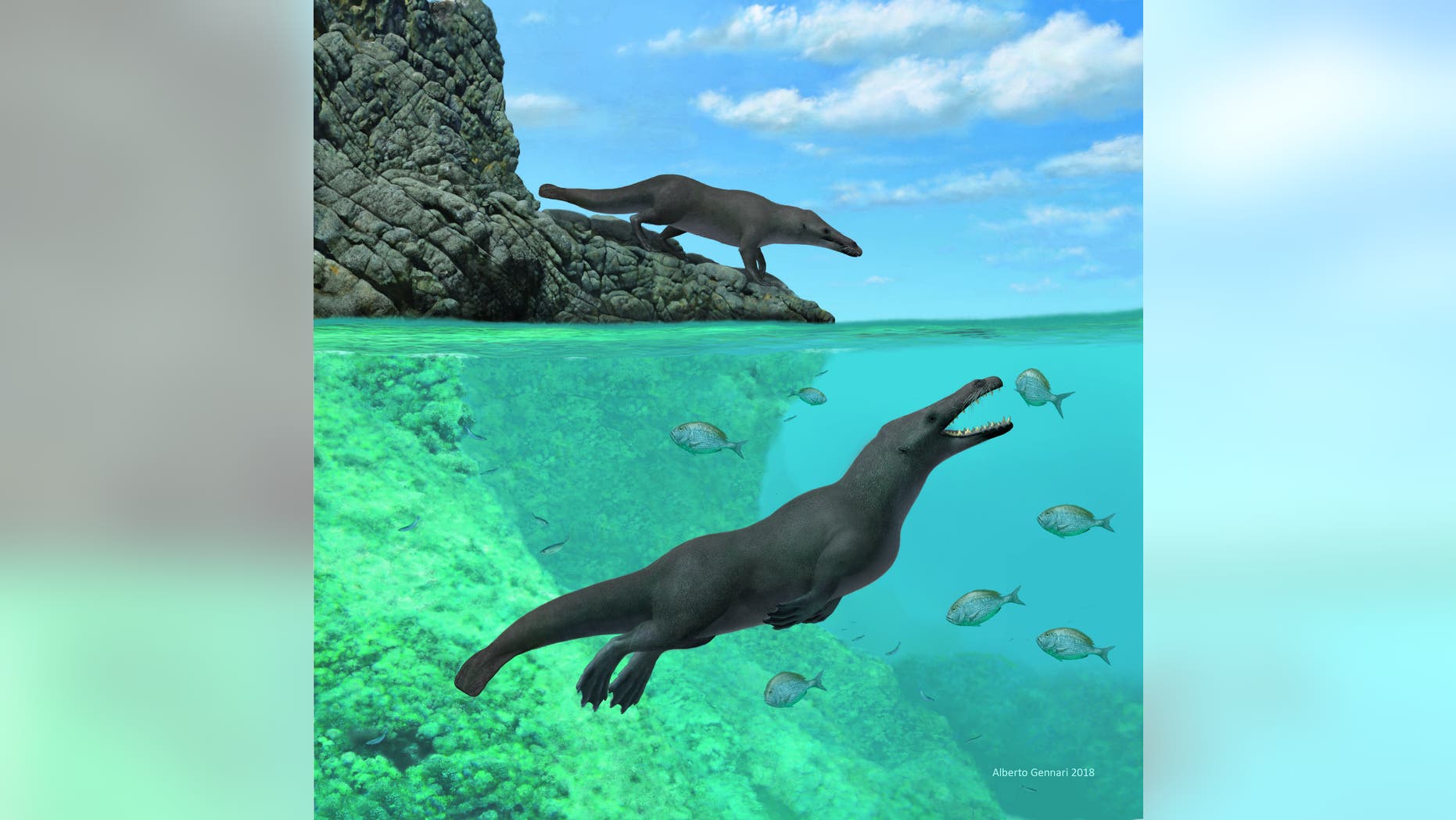 This illustration shows an artistic reconstruction of two individuals from Peregocetus, one standing along the rocky coast of Peru and the other attacking a sparidian fish. The presence of a tail shot remains hypothetical. Credit: A. Gennari