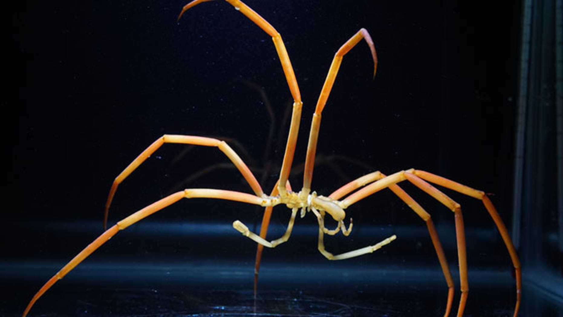 The giant sea spider (<i>Colossendeis robusta</i>) has a special way of getting enough oxygen in the cold Antarctic.