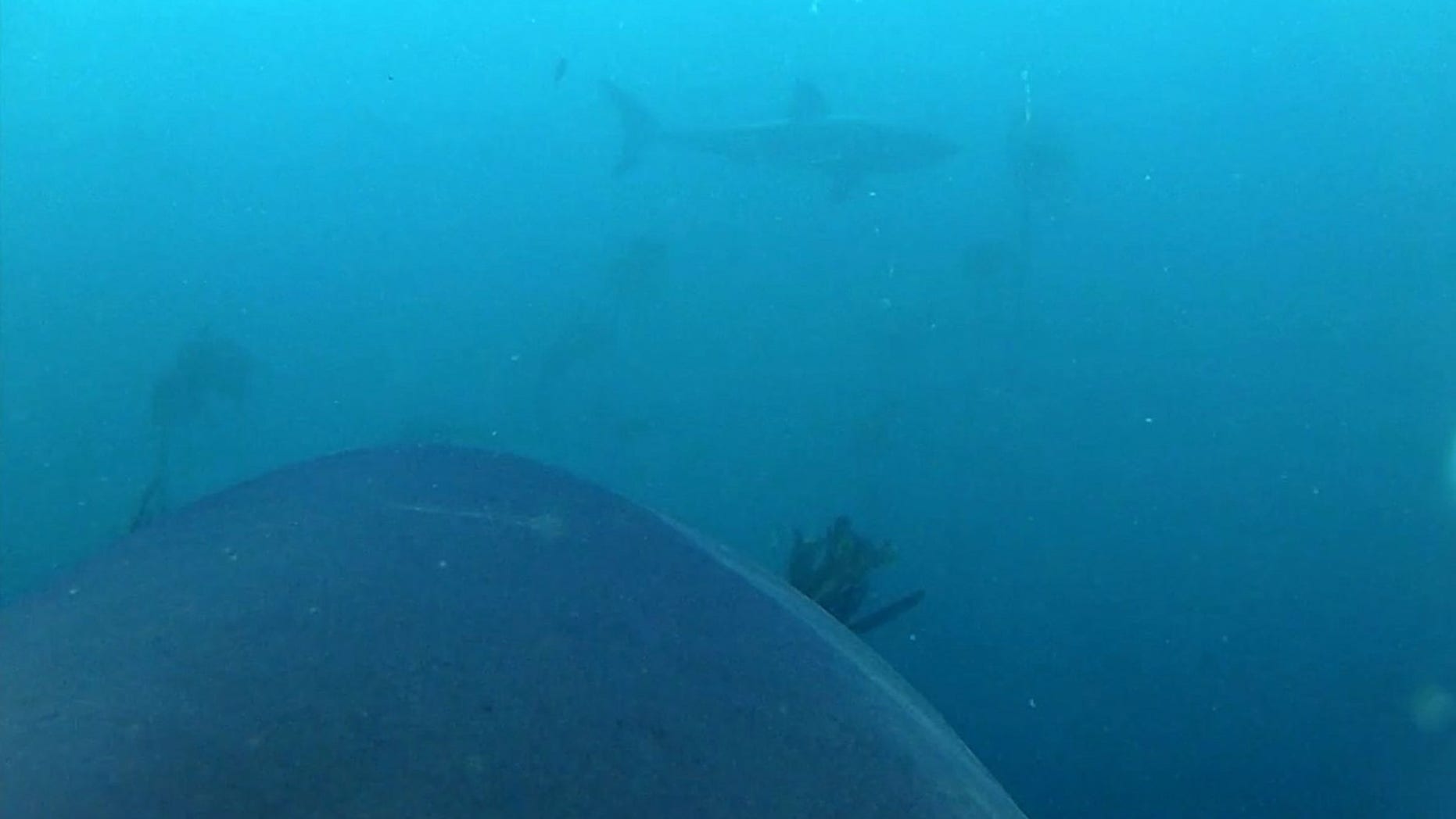 One of the great white sharks participating in the experiment saw another great white shark, and the video camera captured the encounter.