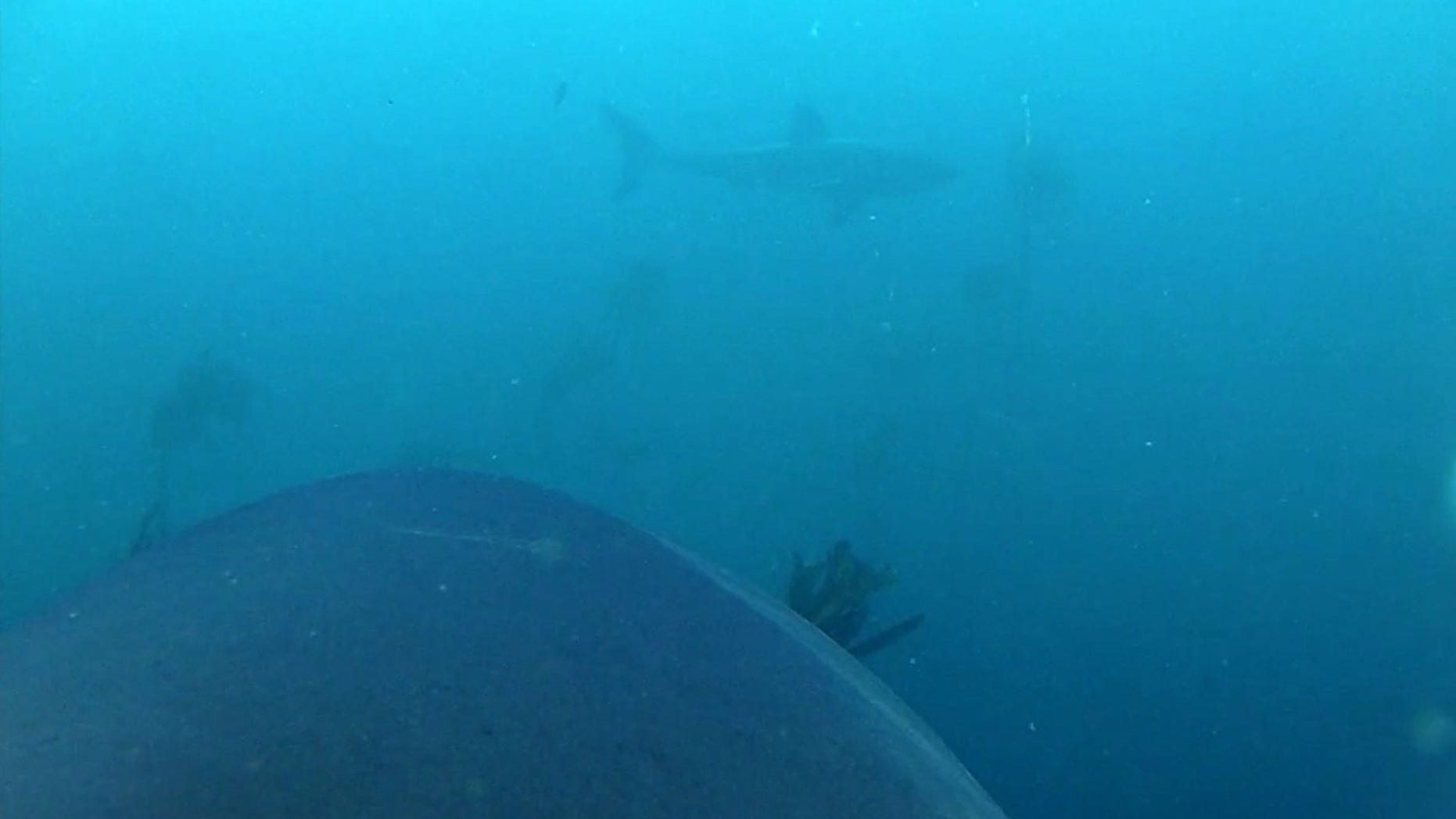 One of the great white sharks in the experiment saw another great white shark, and the video camera captured the encounter.