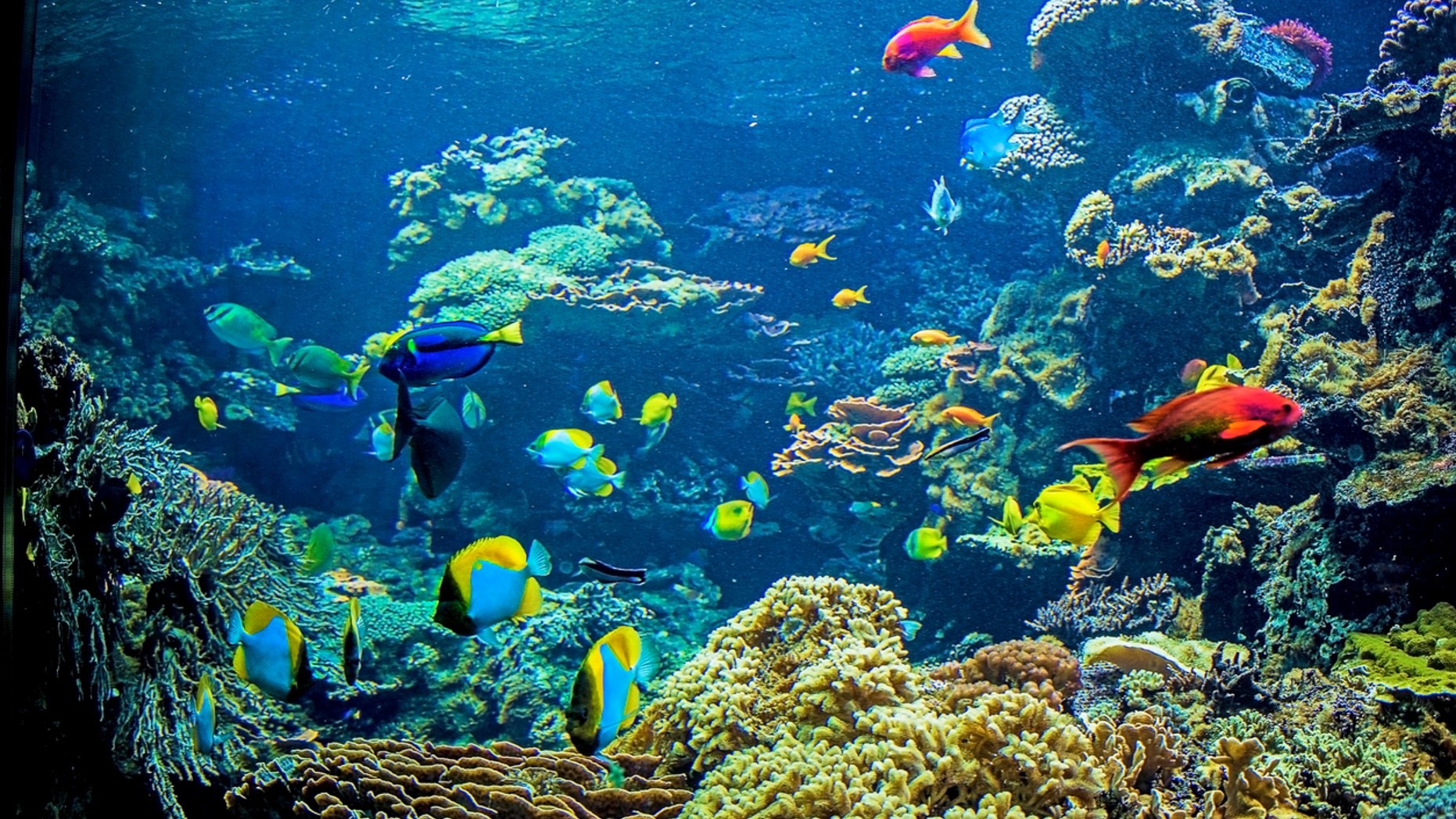 The owner of Hipopo Papa Cafe on Japan’s Hayashizaki Matsue Coast knows that a bathroom is an investment that can pay back dividends — which is why he reportedly spent almost $270,000 installing an aquarium behind three walls of the restaurant’s woman's bathroom.