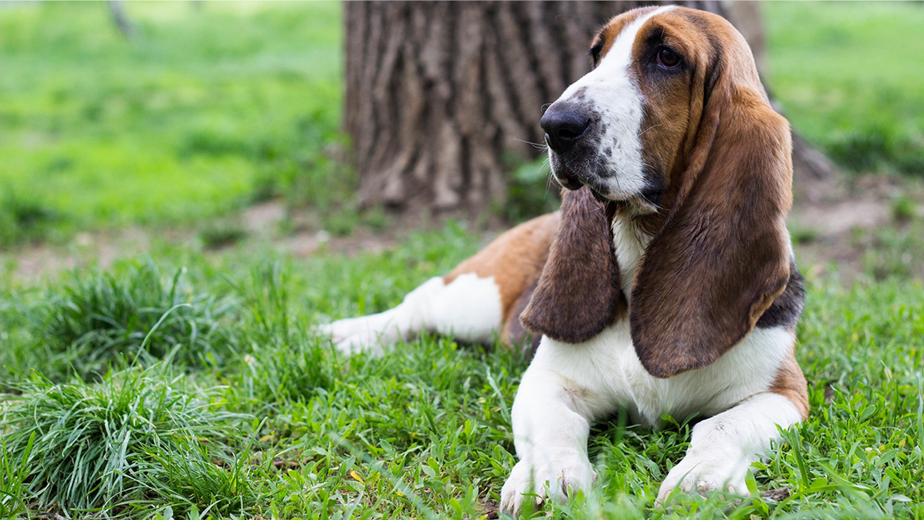 This week, the FDA warned pet owners about the dangers of xylitol, a type of sugar alcohol that is sometimes found in <a data-cke-saved-href="https://www.livescience.com/39601-stevia-facts-safety.html" href="https://www.livescience.com/39601-stevia-facts-safety.html" target="_blank">sugar-free foods</a>.