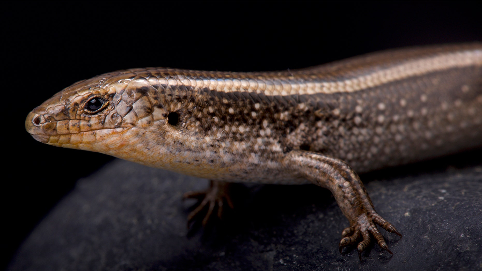 western three-toed skink, Chalcides striatus. (Credit: iStock)