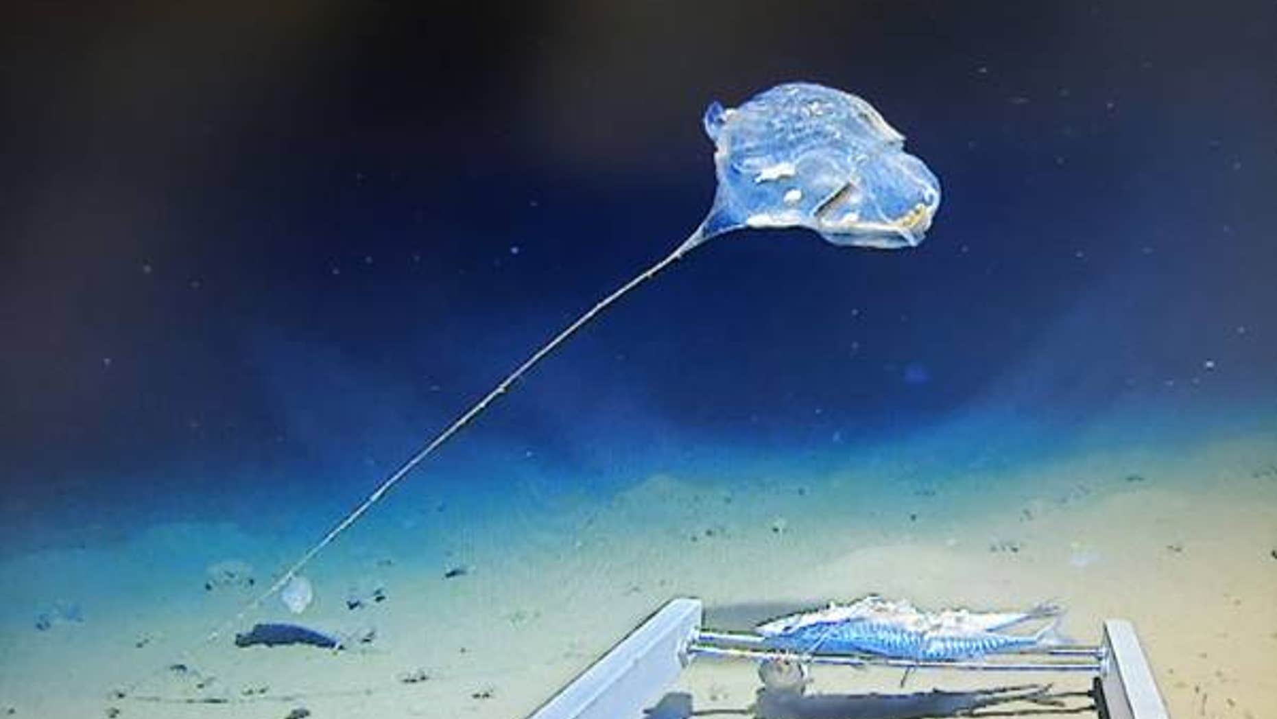 This potentially new species of sea squirt looks like a balloon on a string.