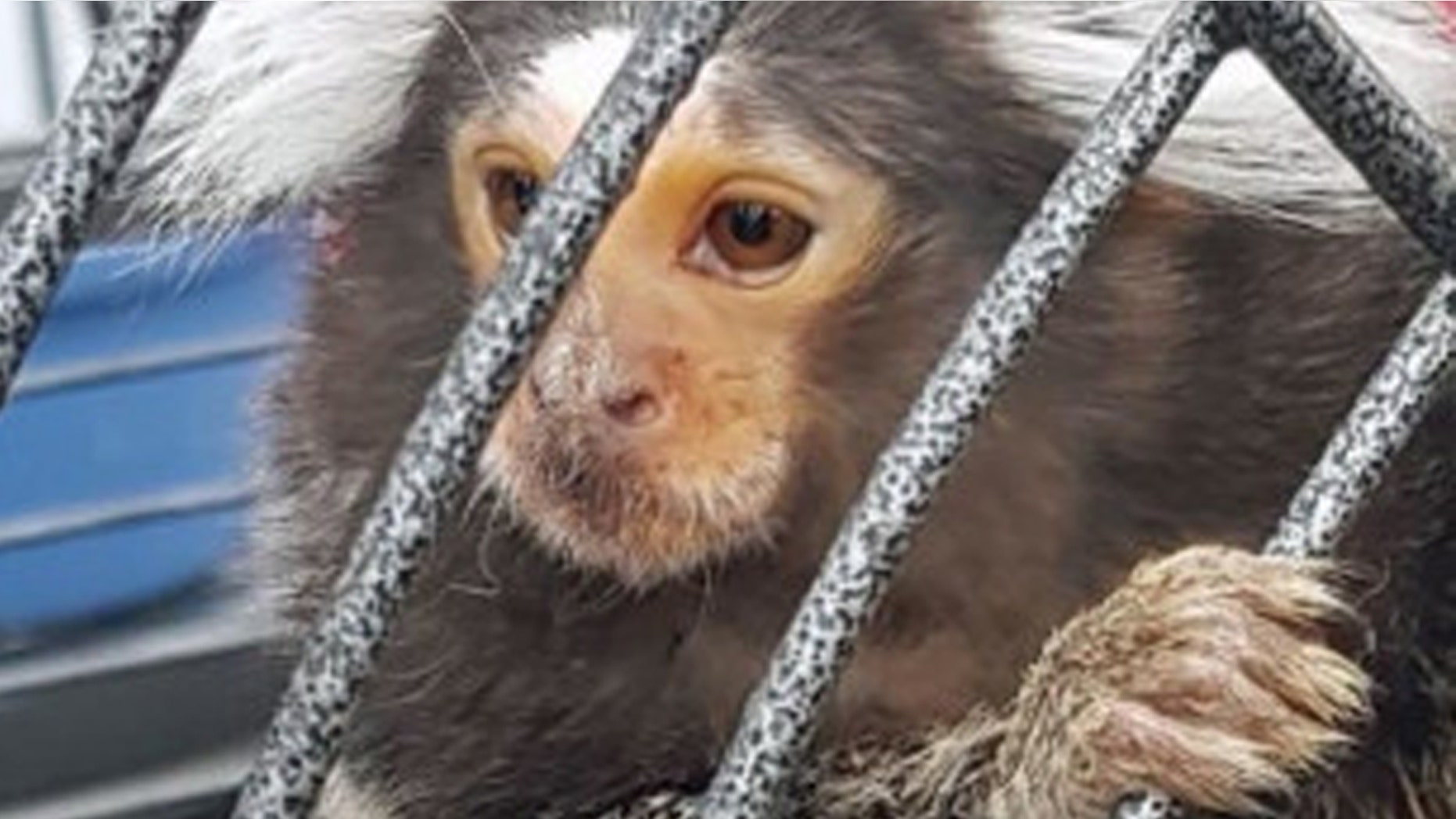 A monkey in a cage was discovered during a police raid in Dublin on Friday, according to police.
