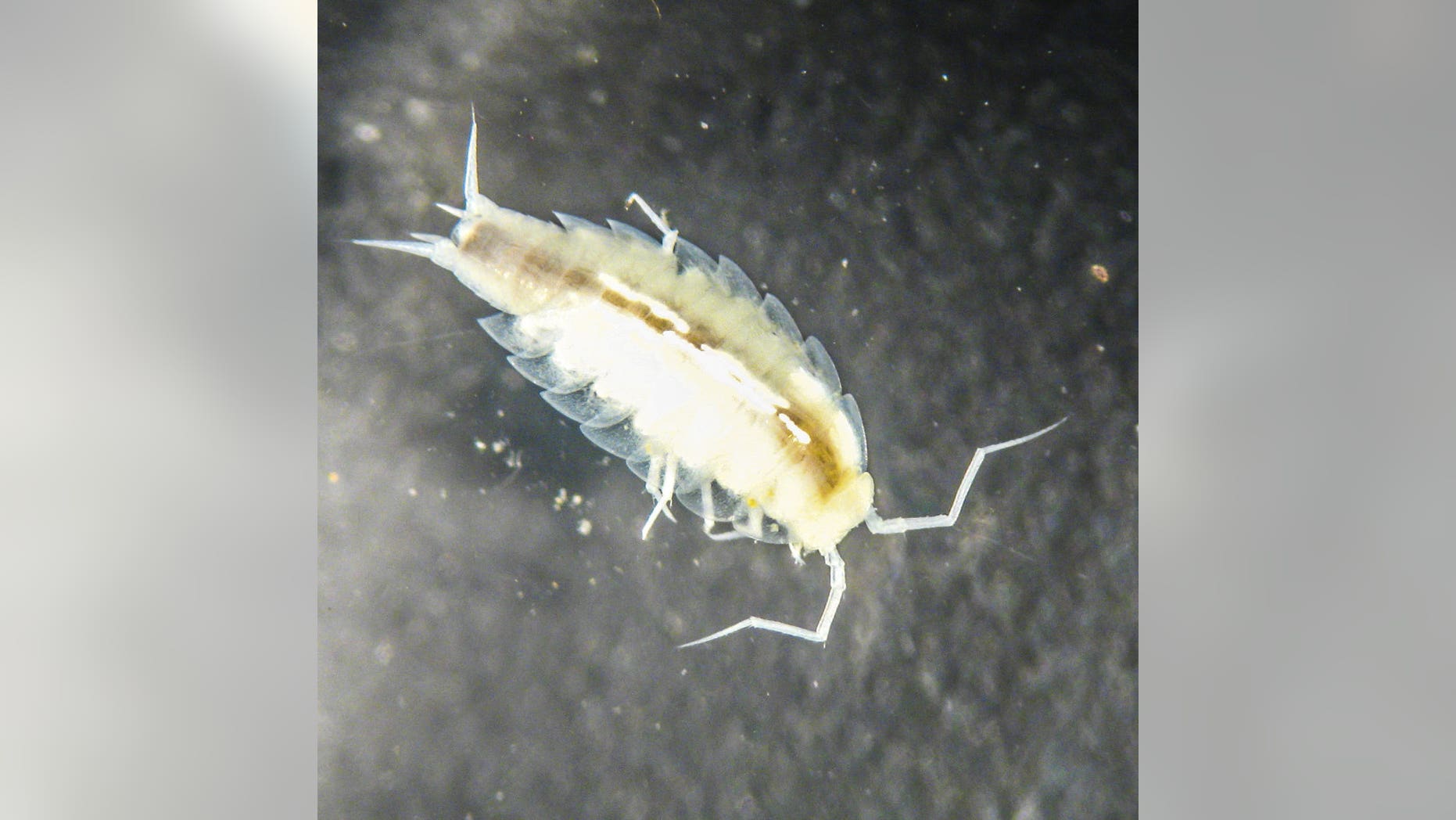 This crustacean from the Alpioniscus species was discovered during the European Space Agency's CAVES 2012 training program. The ancestors of the terrestrial isopods seem to have evolved from aquatic life to live on land. Surprisingly, the astronauts found a species that has returned to living in water, completing an evolutionary full circle. This image was taken by NASA astronaut Mike Fincke as part of the CAVES training.