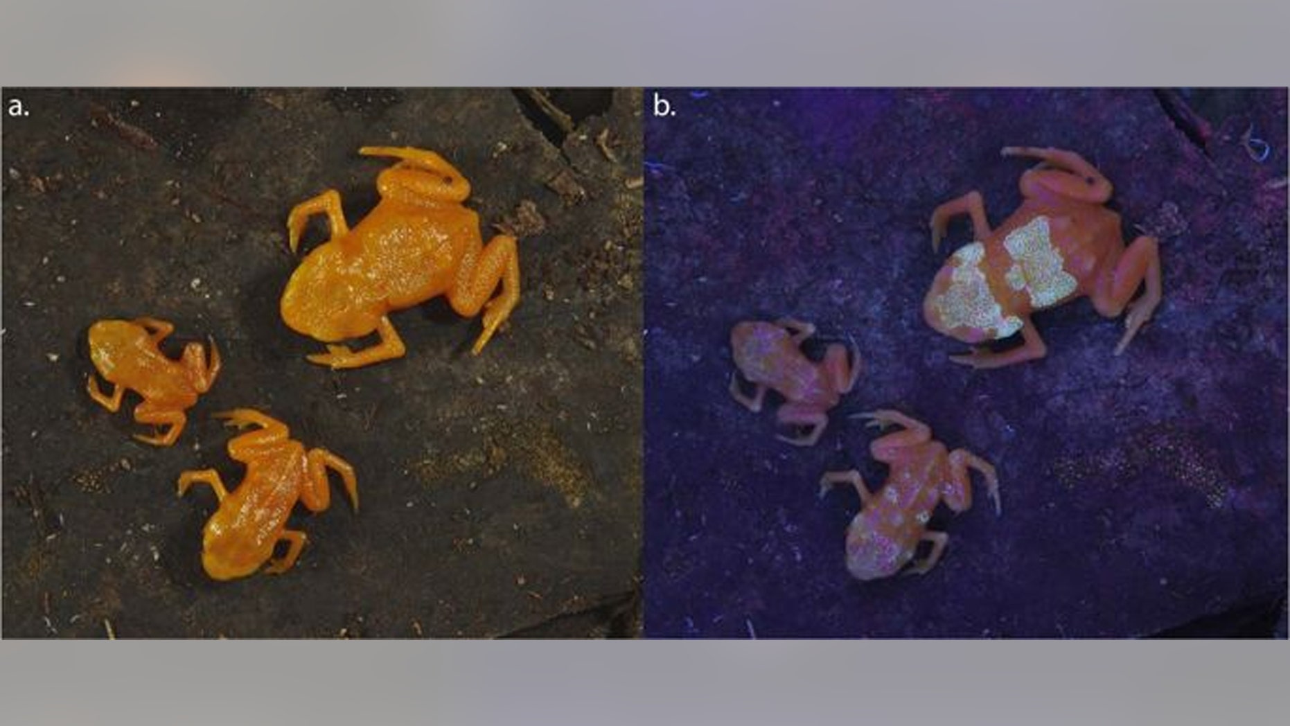 Pumpkin toadlet (Brachycephalus ephippium) under natural light (left) and ultra-violet light (right). (Credit: NYU Abu Dhabi Postdoctoral Associate Sandra Goutte)